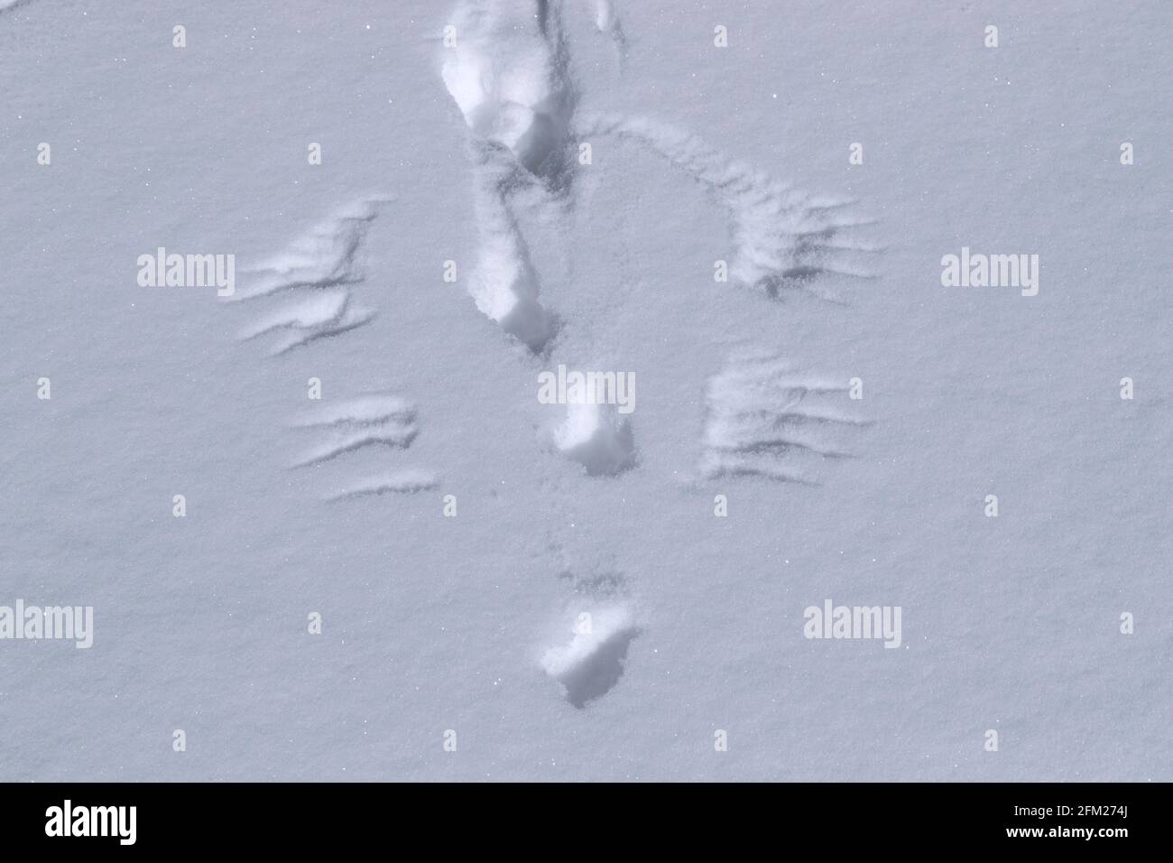 Rock ptarmigan (Lagopus muta / Lagopus mutus) tracks / footprints and imprints of wingtips / wing tips of bird taking off in the snow in winter Stock Photo