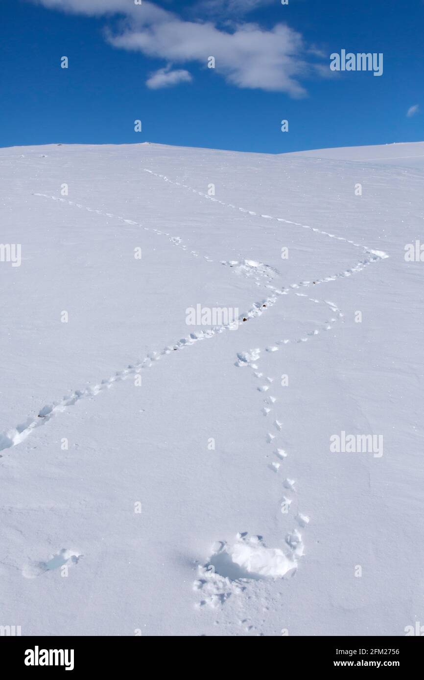 Rock ptarmigan (Lagopus muta / Lagopus mutus) tracks / footprints in the snow in winter Stock Photo