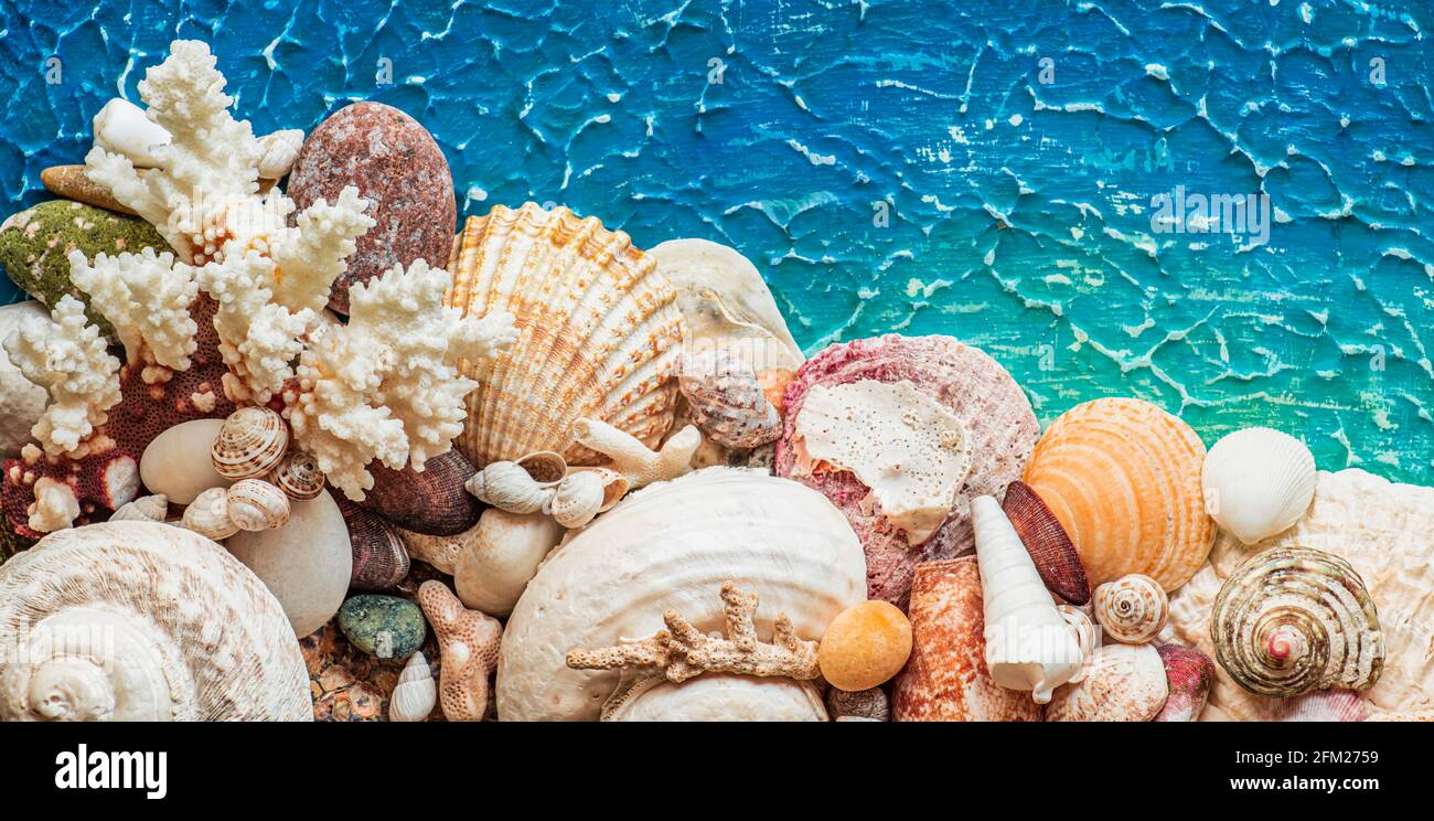sea shells on blue background Stock Photo