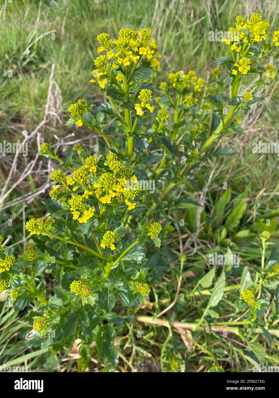 BITTERCRESS Barbarea vulgaris Biennial herb.Photo: Tony Gale Stock Photo