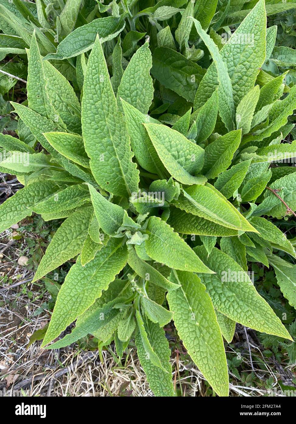 COMFREY  Symphytum A genus of flowering plants in the Borage family containing up to 35 species. Photo: Tony Gale Stock Photo