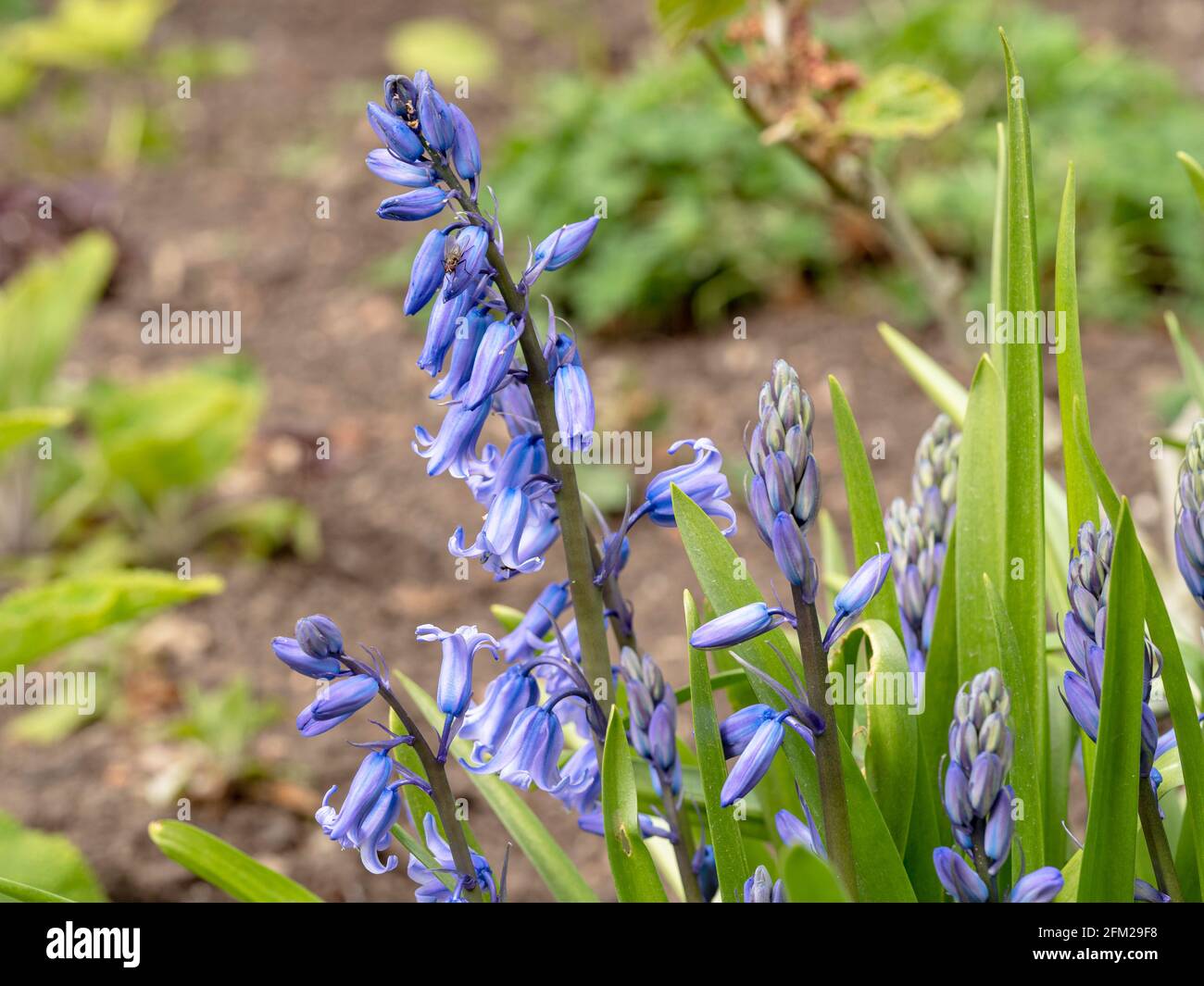 Bluebell buds just opening in a garden Stock Photo