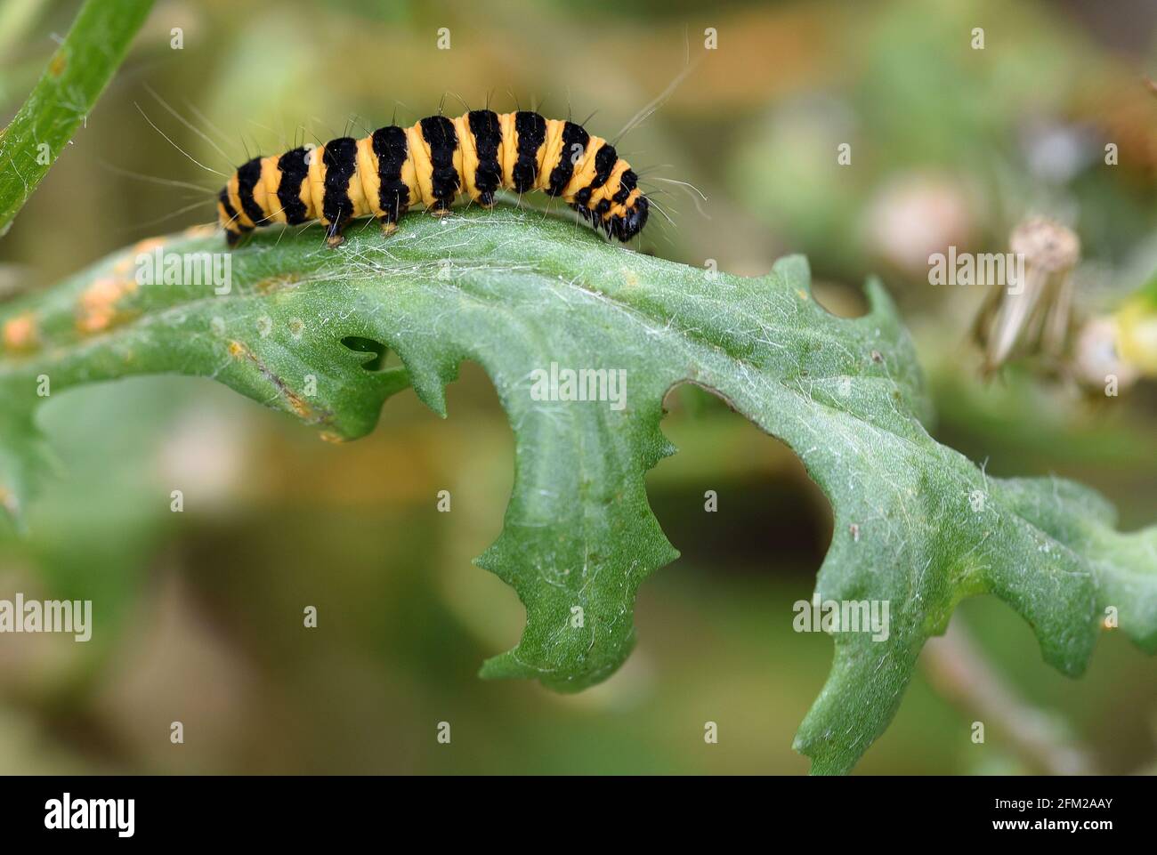 Cinnabar moth caterpillar, with black and yellow stripes. Scientific name Tyria jacobaeae Stock