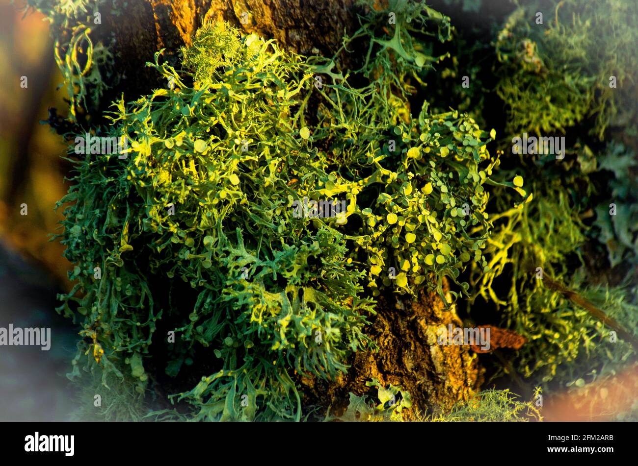 líquenes verdes de bosque y media montaña : Usnea spp. y Ramalina Stock Photo