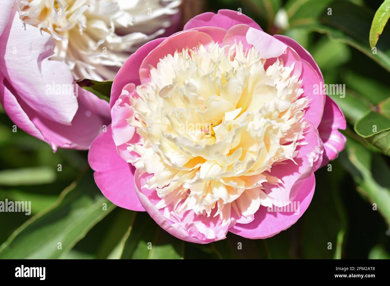 Common peony, also known as German vinegar rose; Kings flower