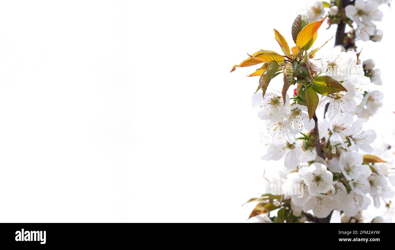 White spring flowers on fruit tree in garden, cherry blossom isolated on white background. Banner with copy space Stock Photo
