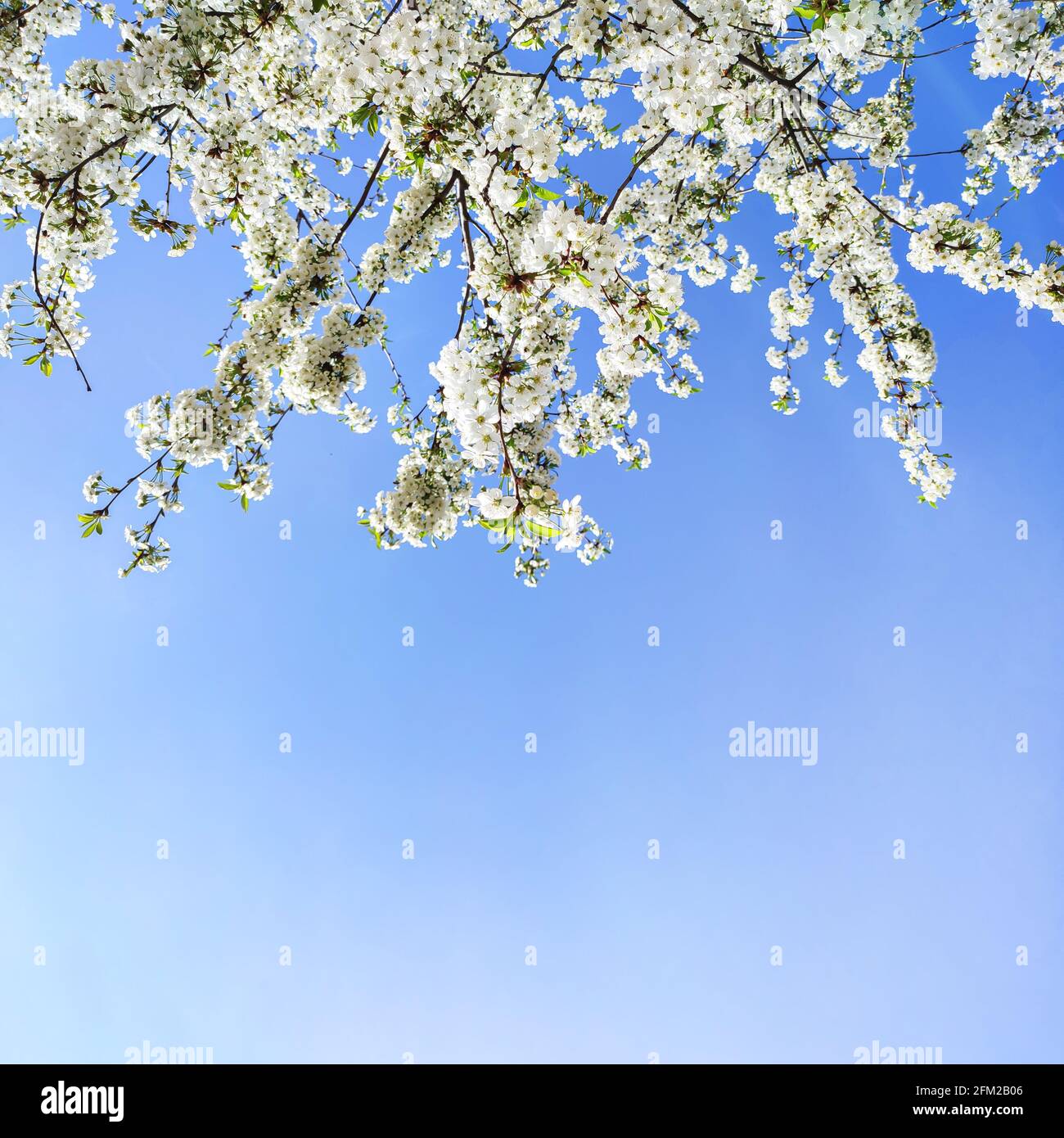 White spring flowers on fruit tree in garden, cherry blossom on light blue sky background Stock Photo