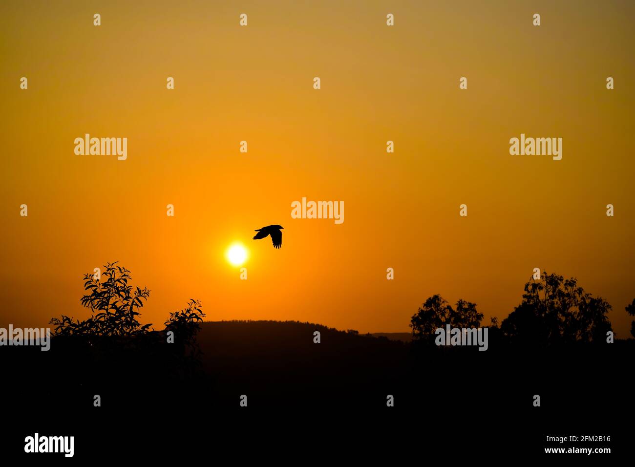 Silhouette of bird flying in the sky during evening time and sun is going down to set at west. Stock Photo