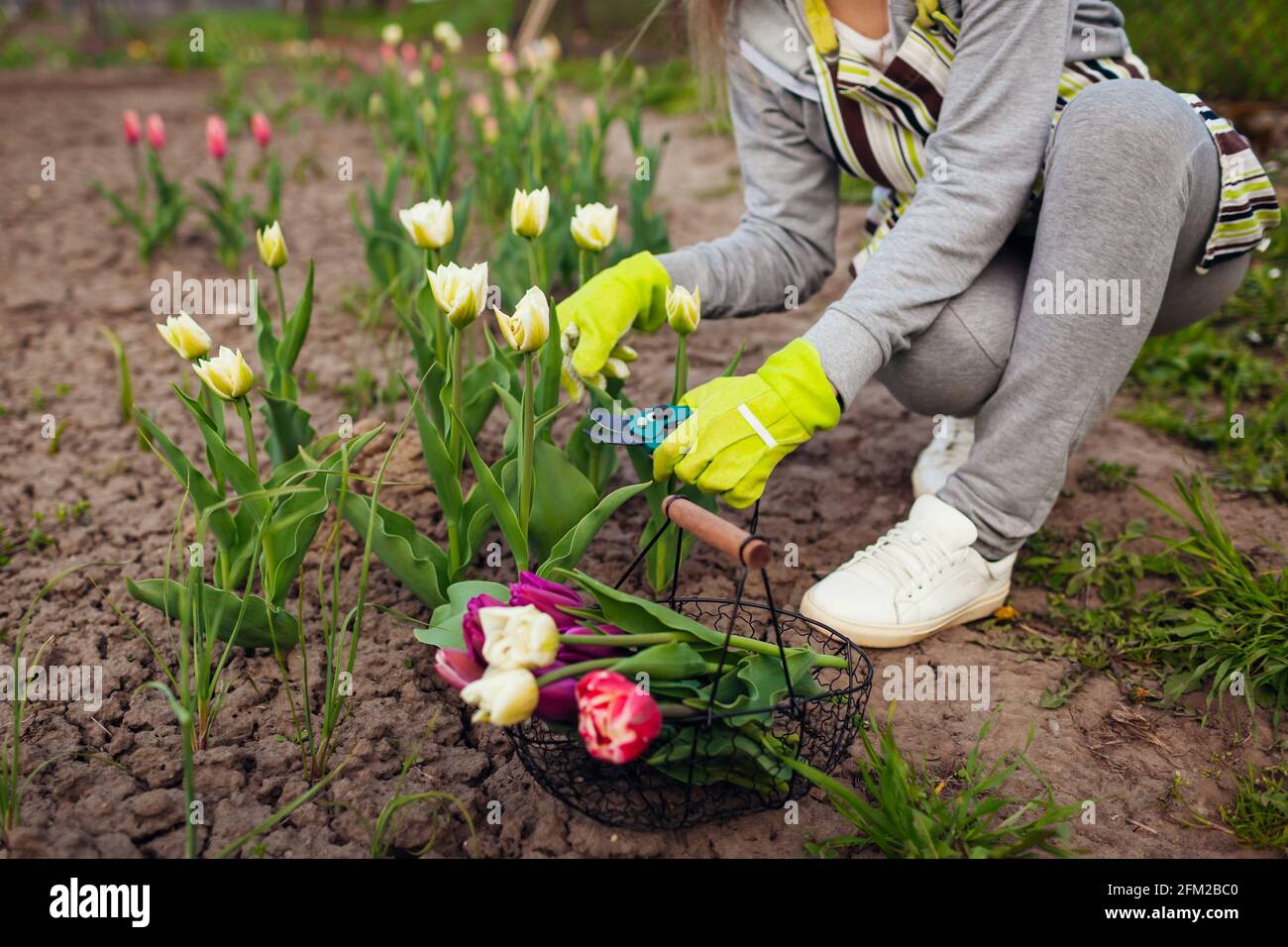 Gardener picking white tulips in spring garden. Woman cuts flowers off with secateurs picking them in basket Stock Photo