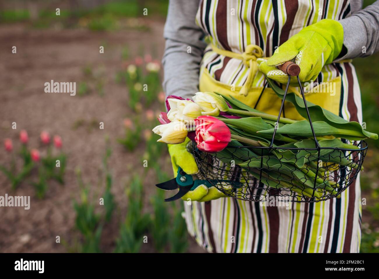 Fresh tulips gathered in metal basket in spring garden. Gardener woman holds flowers wearing gloves and apron Stock Photo