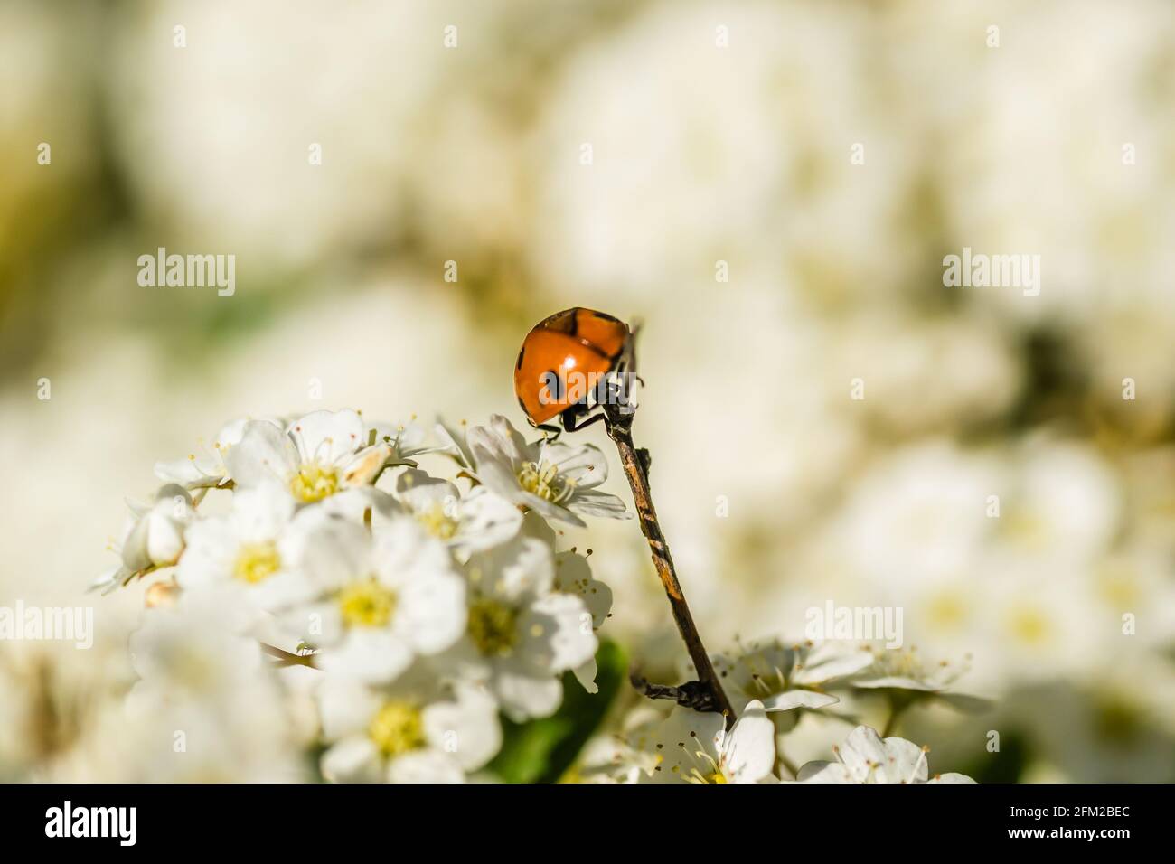 Ladybug - Coccinellidae, on the small snow-white flowers of the plant Lobularia maritima Alissum maritimum. Stock Photo