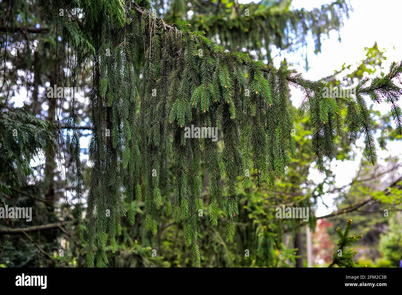 Branch of European spruce or Picea abies. Cultivar Virgata or Snake branch spruce Stock Photo