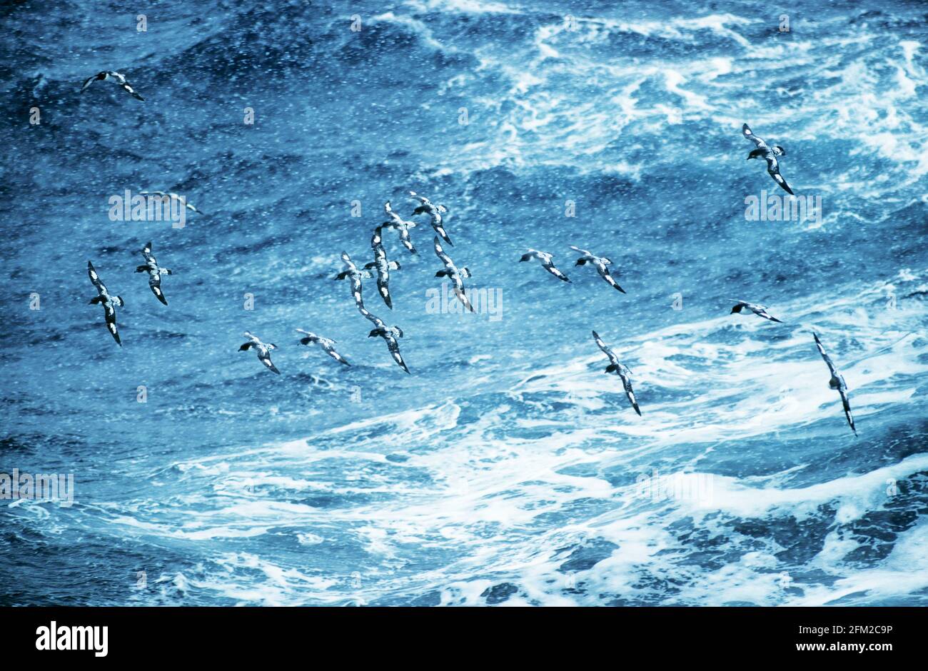 Pintado Petrels - In Snow Storm Daption capense Antarctic Ocean BI005978 Stock Photo