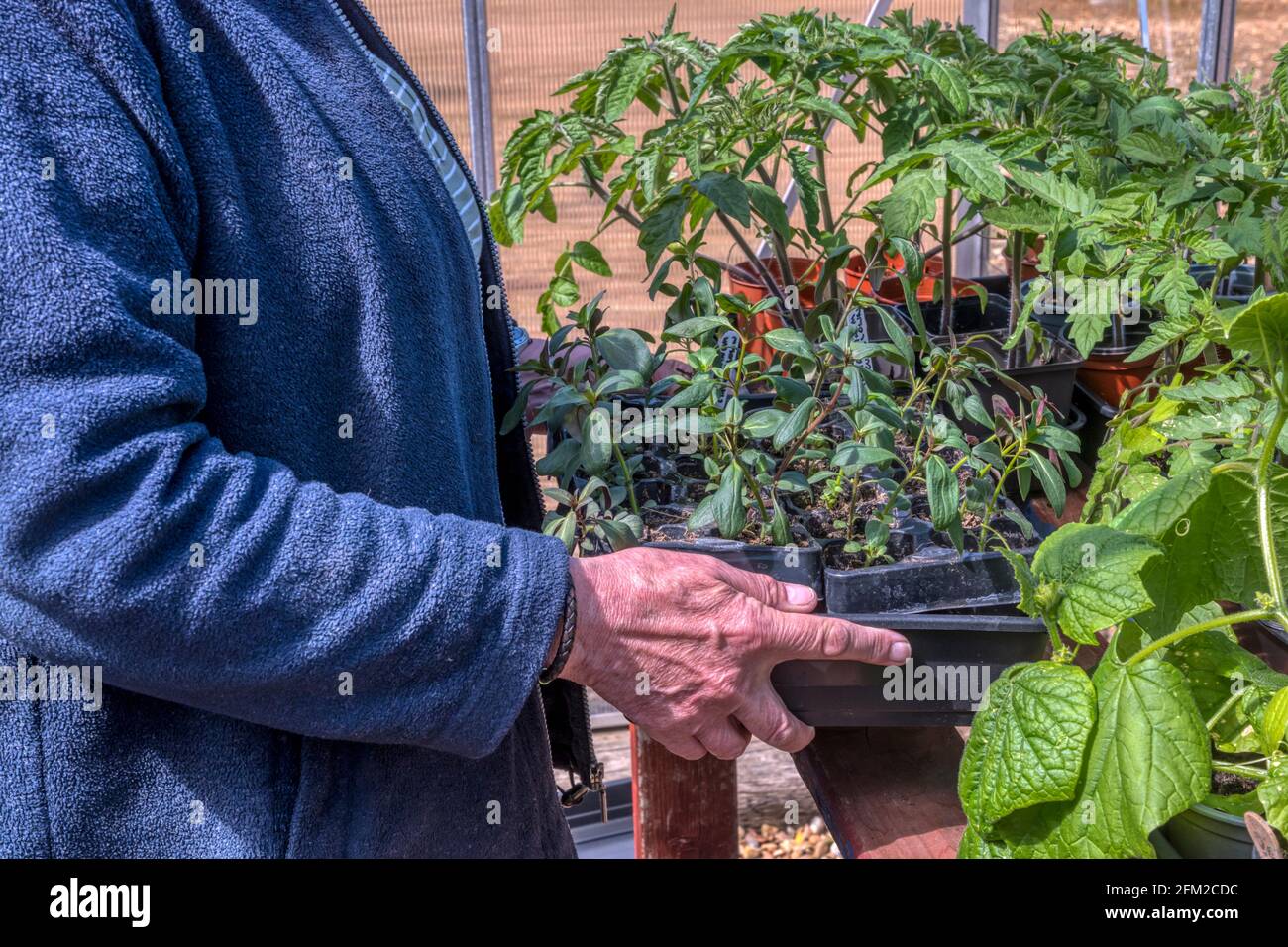 A woman moving plants on the benches or shelves in a small metal framed greenhouse. Stock Photo