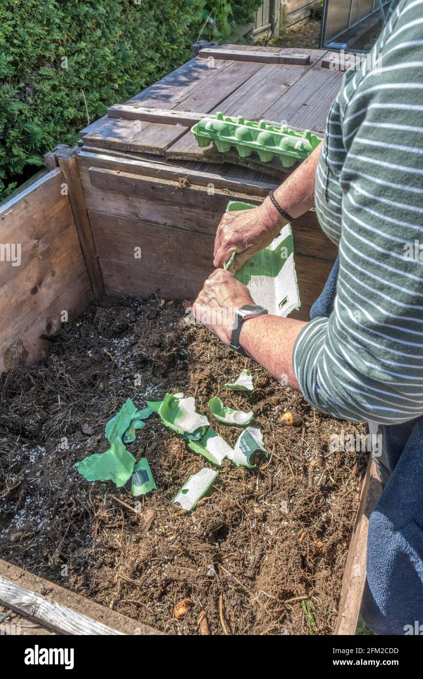 https://c8.alamy.com/comp/2FM2CDD/old-paper-based-egg-boxes-can-be-torn-up-and-added-to-a-domestic-compost-bin-2FM2CDD.jpg