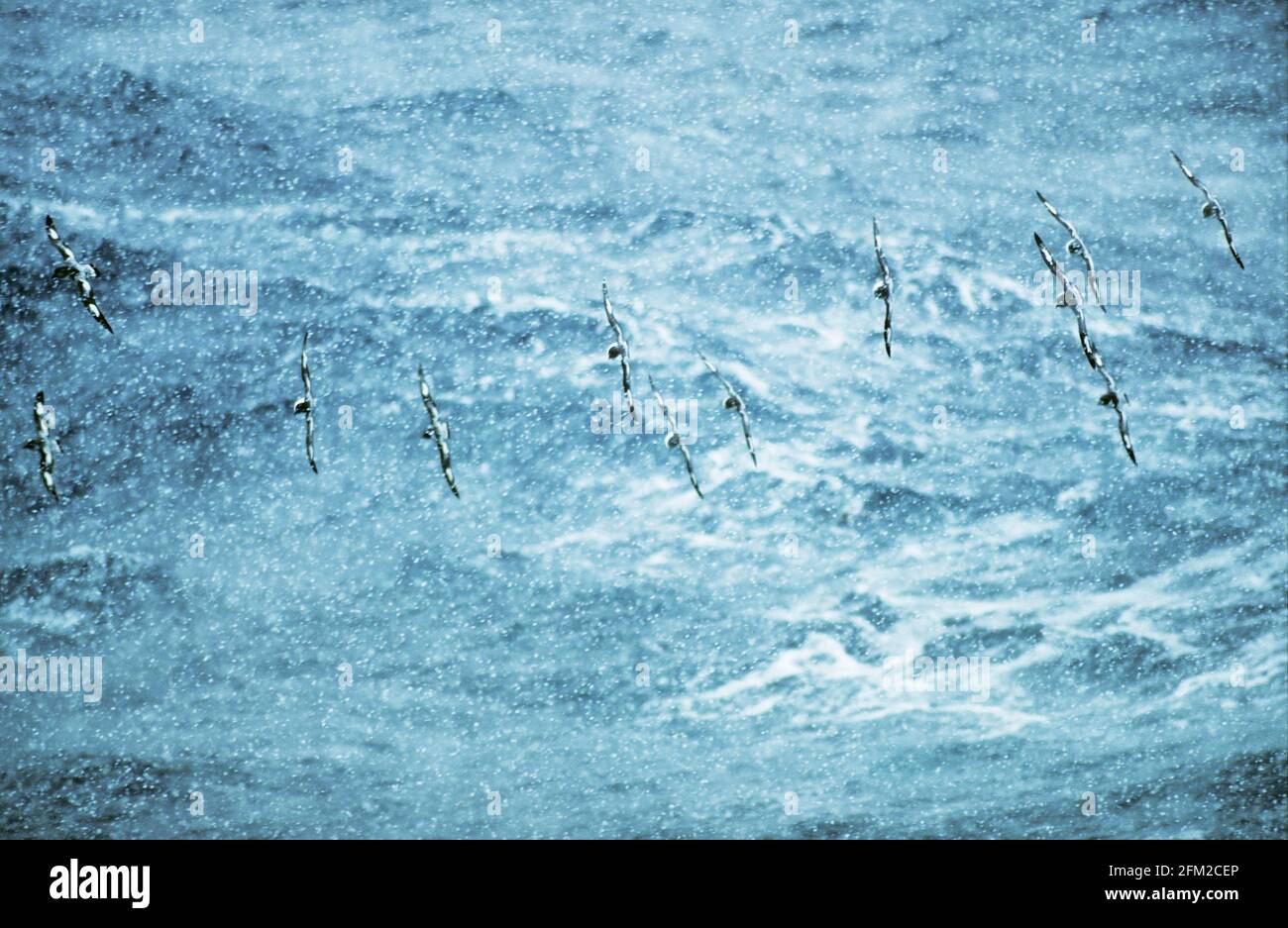 Pintado Petrels - In Snow Storm Daption capense Antarctic Ocean BI005979 Stock Photo