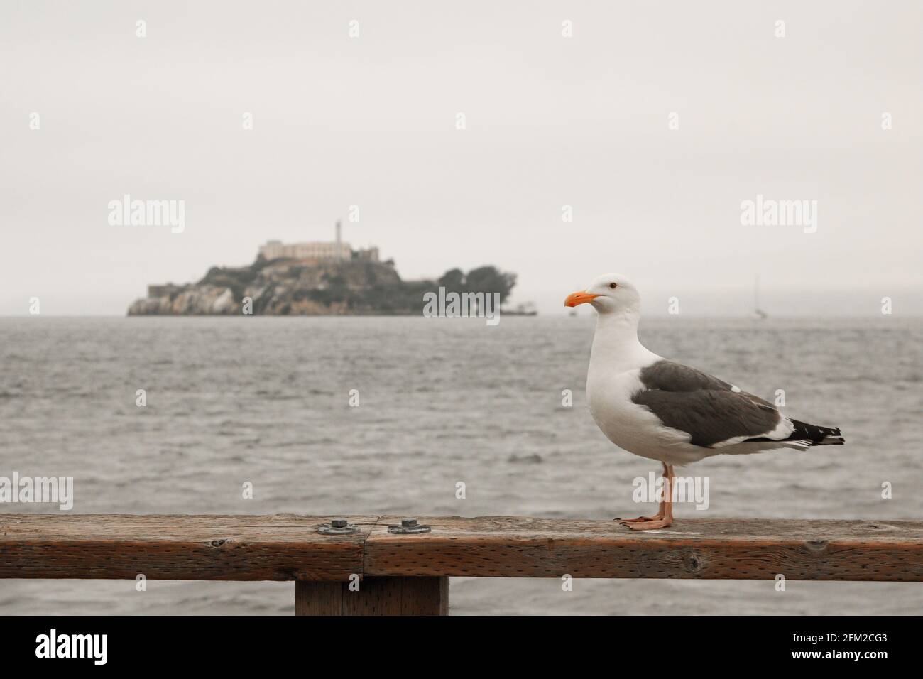 Seagull in front of the infamous Alcatraz Island, San Francisco, California - United States of America aka USA Stock Photo