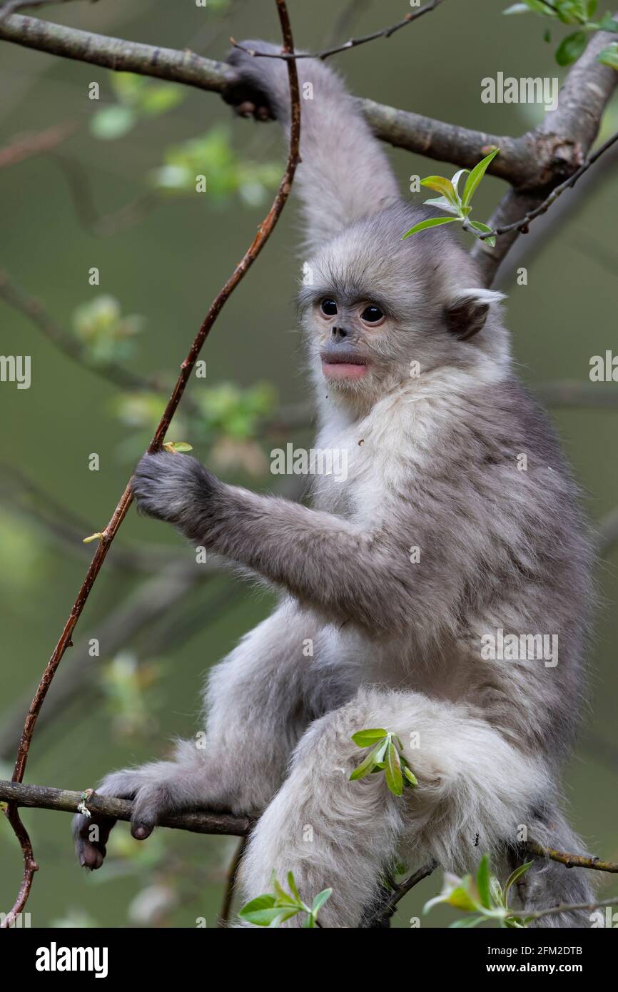 Yunnan or Black Snub-nosed Monkey are living in high altitudes in Yunnan, China Stock Photo
