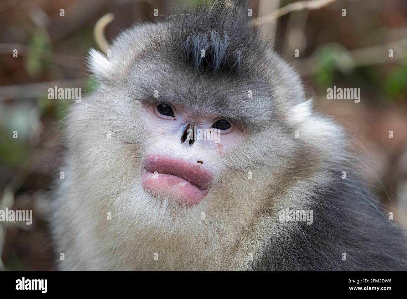 Yunnan or Black Snub-nosed Monkey are living in high altitudes in Yunnan, China Stock Photo