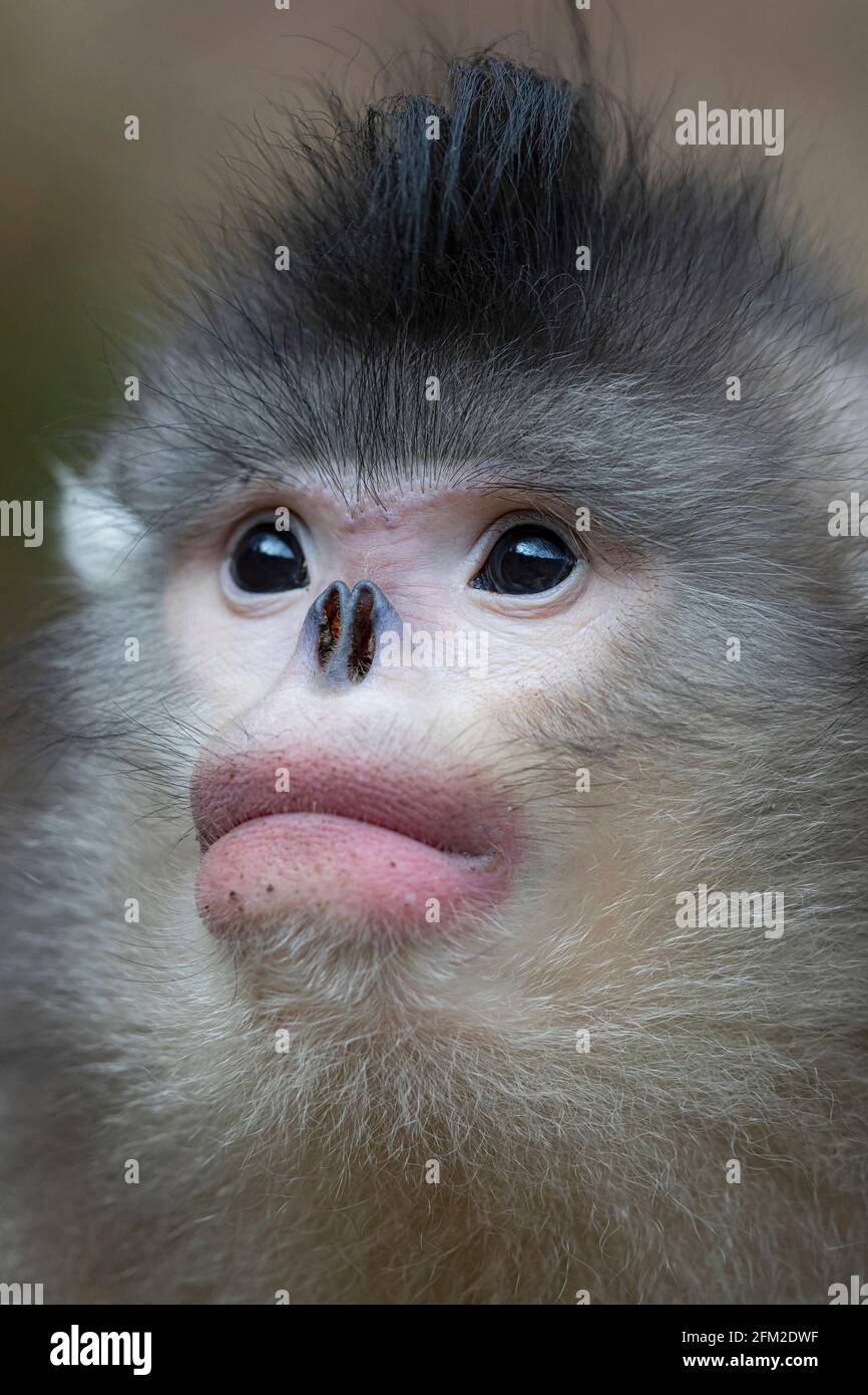 Yunnan or Black Snub-nosed Monkey are living in high altitudes in Yunnan, China Stock Photo