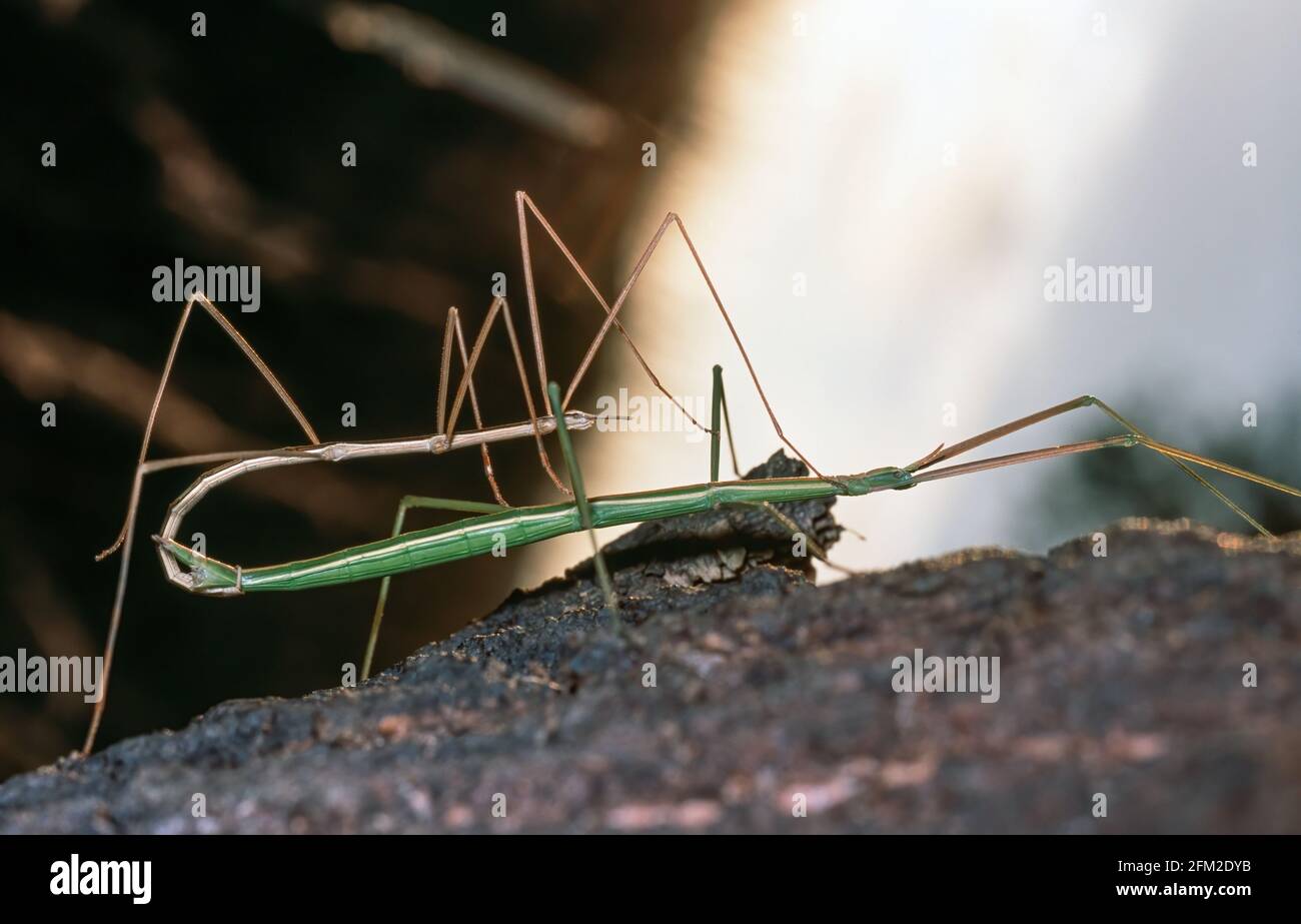 Defence Mechanism High Resolution Stock Photography and Images Alamy