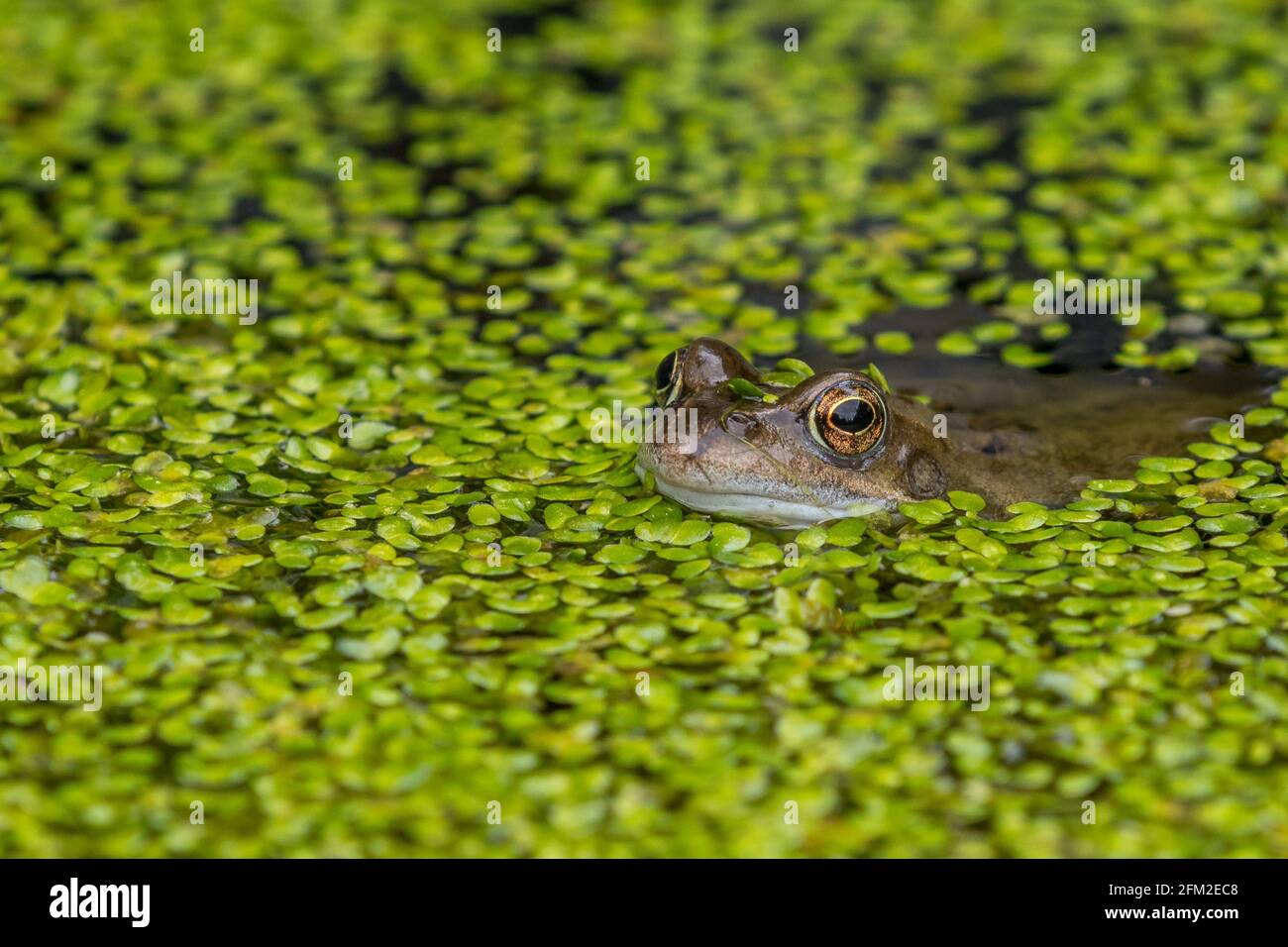 Frog close up in a pond Stock Photo