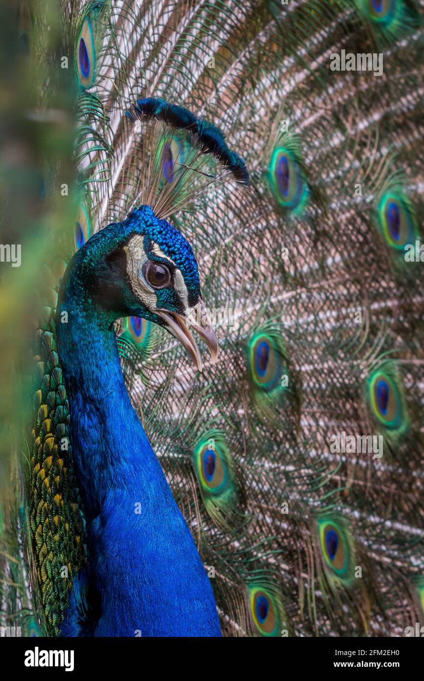 Peacock Feathers Plumage - Free photo on Pixabay - Pixabay