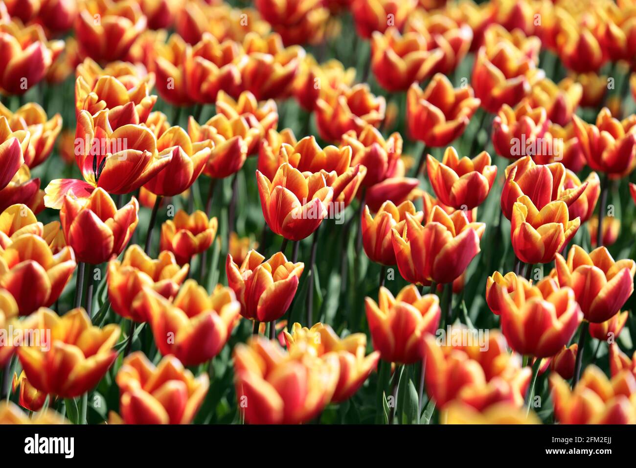 KYIV, UKRAINE MAY 05, 2021 A flower bed of blooming tulips is seen