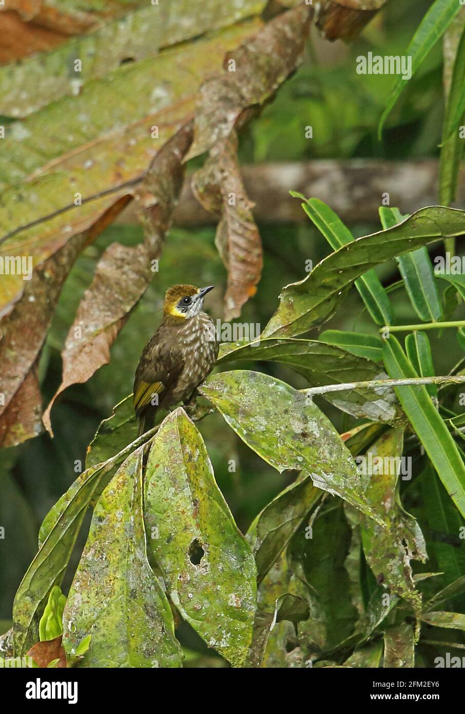 Spot-necked Bulbul (Pycnonotus tympanistrigus) adult perched on twig Kerinci Seblat NP, Sumatra, Indonesia         June Stock Photo