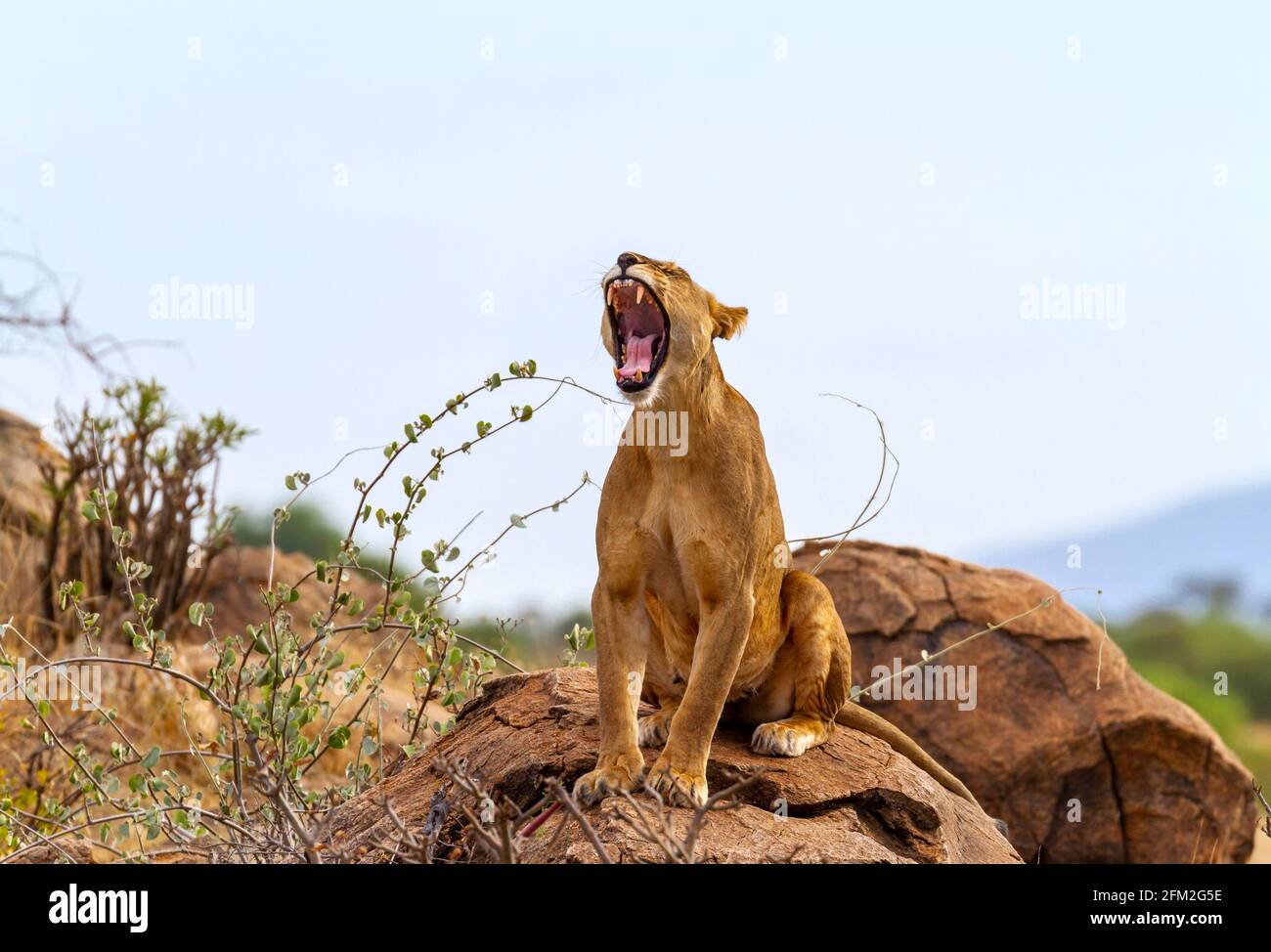 Lioness Lion 'Panthera Leo' yawns with mouth open wide showing sharp teeth while sitting upright on rocks. Samburu National Reserve, Kenya, Africa. Stock Photo