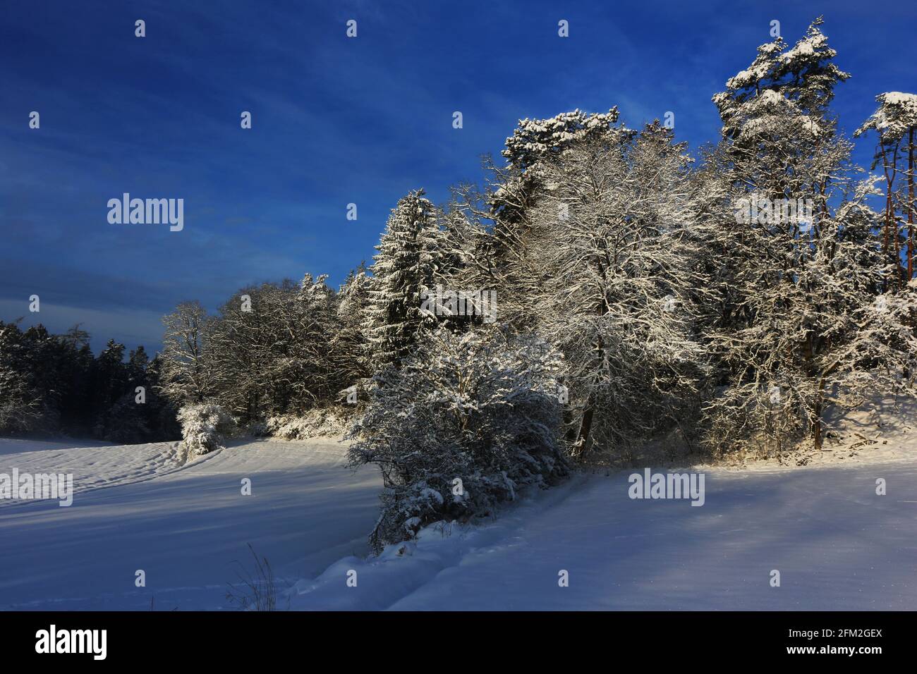 Winterbaum und Winterlandschaft mit Eis und Schnee und Reif Stock Photo