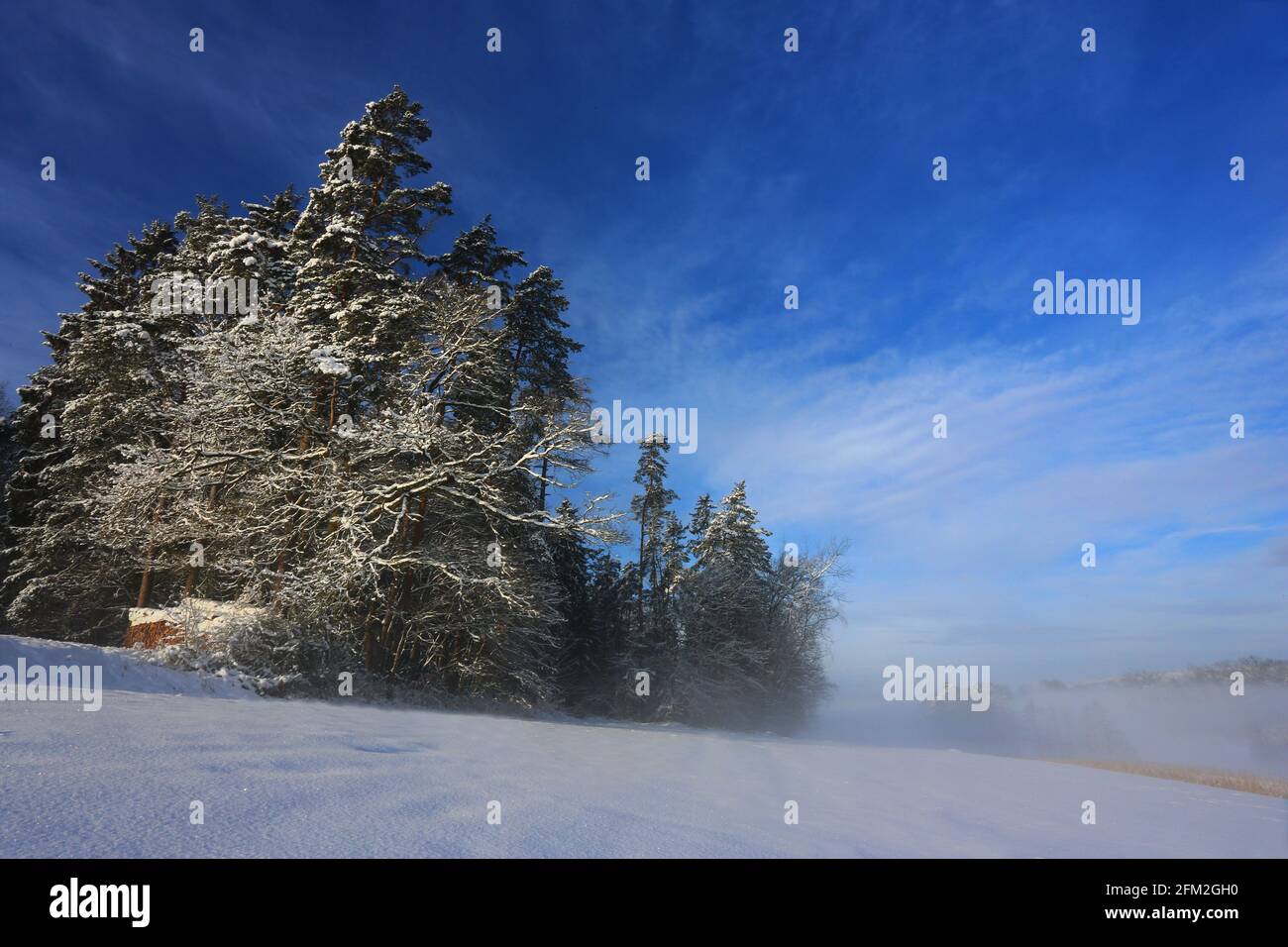 Winterbaum und Winterlandschaft mit Eis und Schnee und Reif Stock Photo
