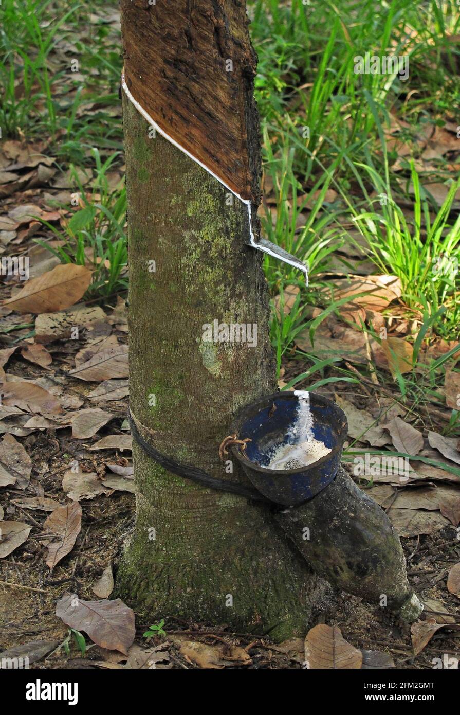 collecting rubber from Rubber Tree (Hevea brasiliensis)  near Way Kambas NP, Sumatra, Indonesia         June Stock Photo