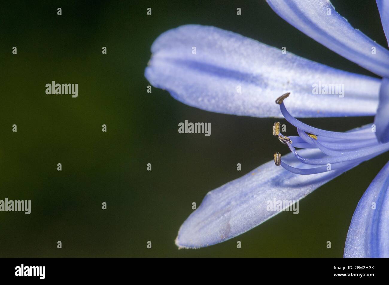 Selective focus shot of agapanthus petals Stock Photo