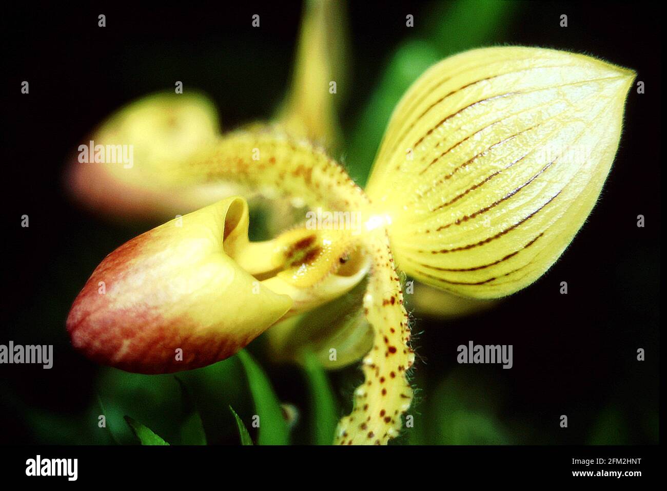 Orchid Paphiopedilum; Close-Up; Still Life; Colored; Beauty in nature; Botany; Botanical; Garden; Blooming; Flora; Plants; Detail; Flowers; Yellow; Gr Stock Photo