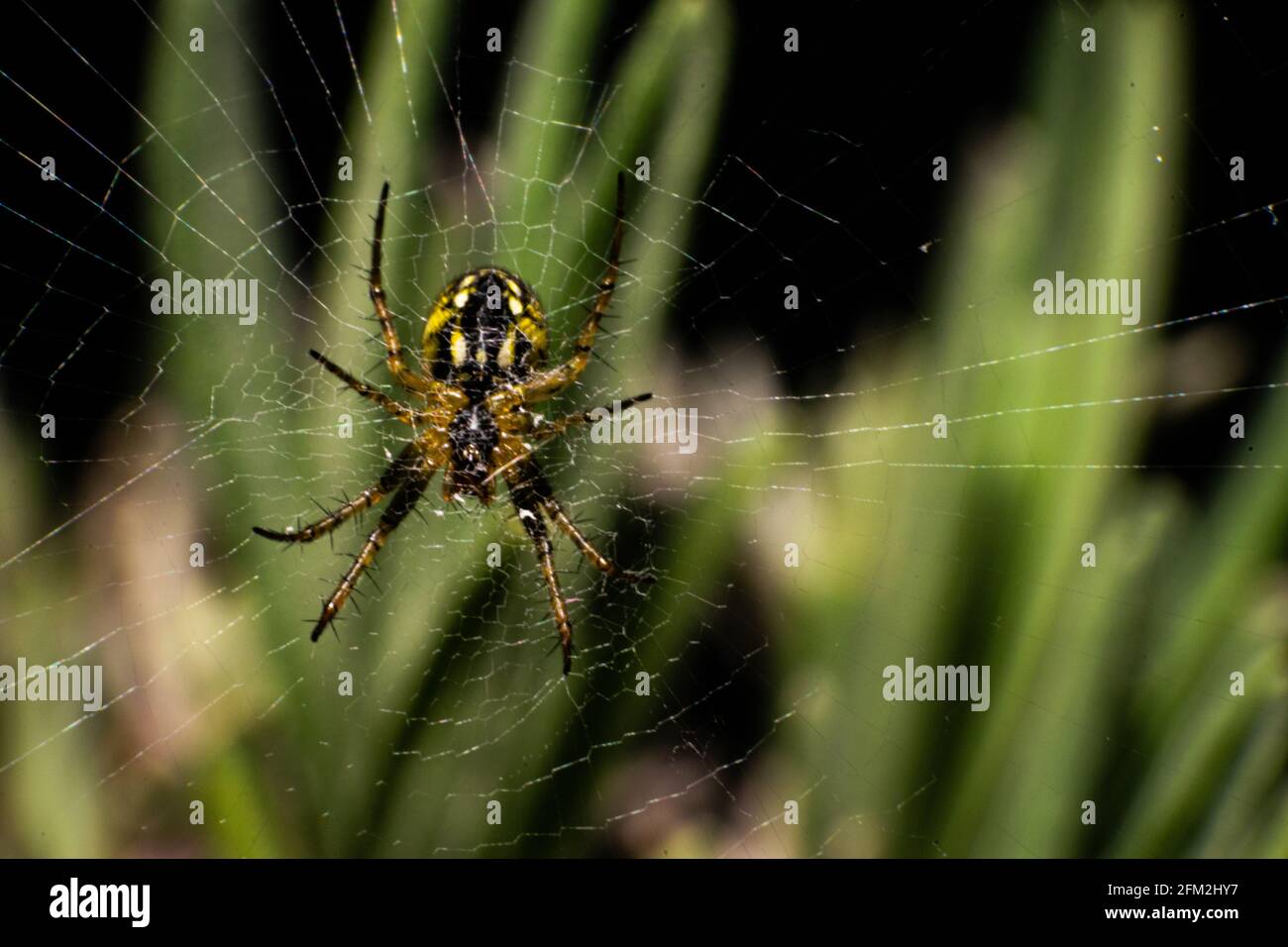 Neriene peltata spider found in Europe Stock Photo