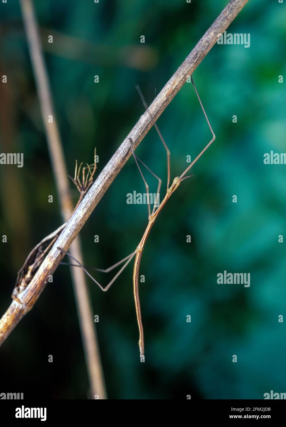 Stick Insects Camouflage High Resolution Stock Photography and Images