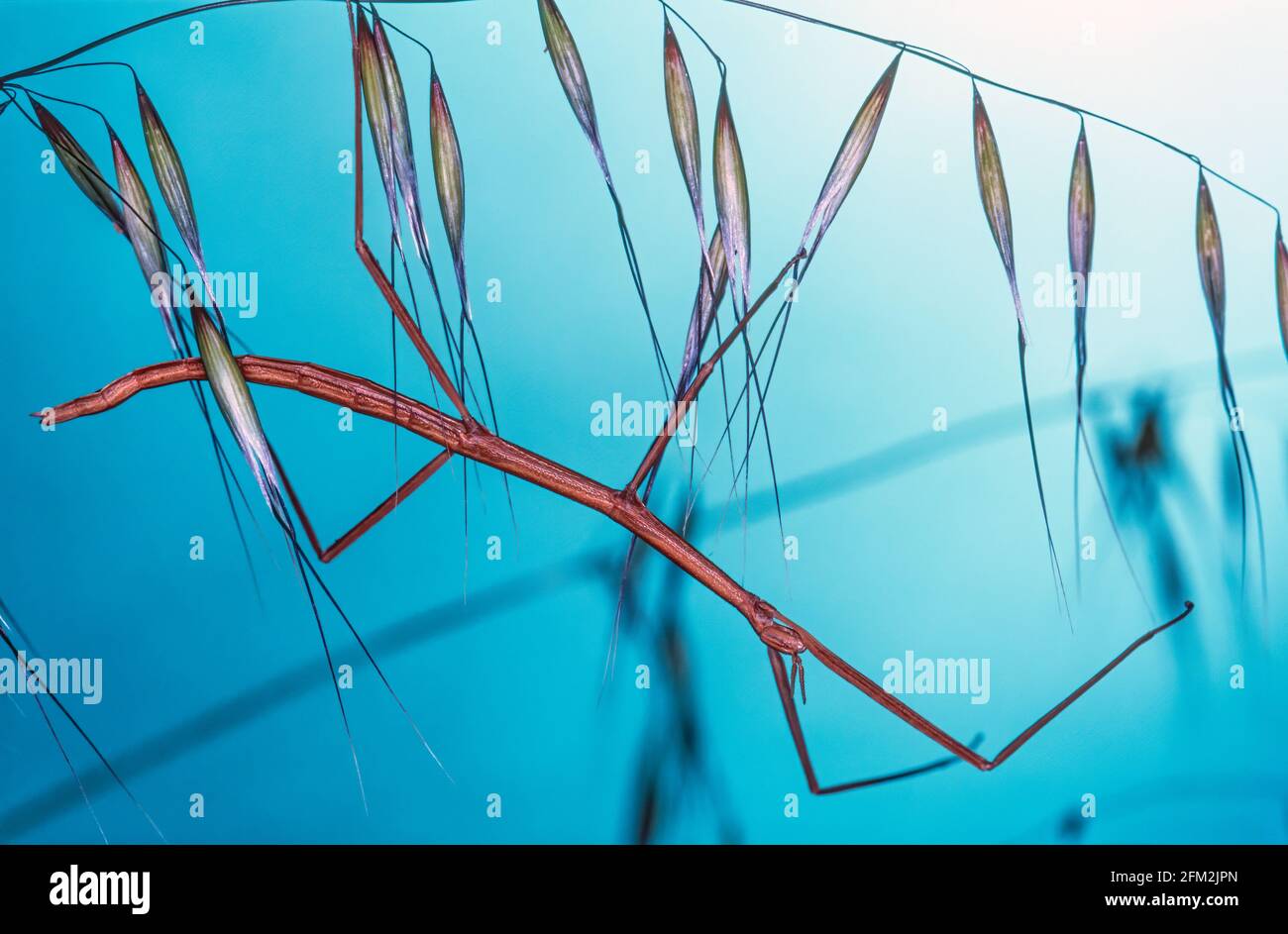 Feeding Mechanism High Resolution Stock Photography and Images Alamy
