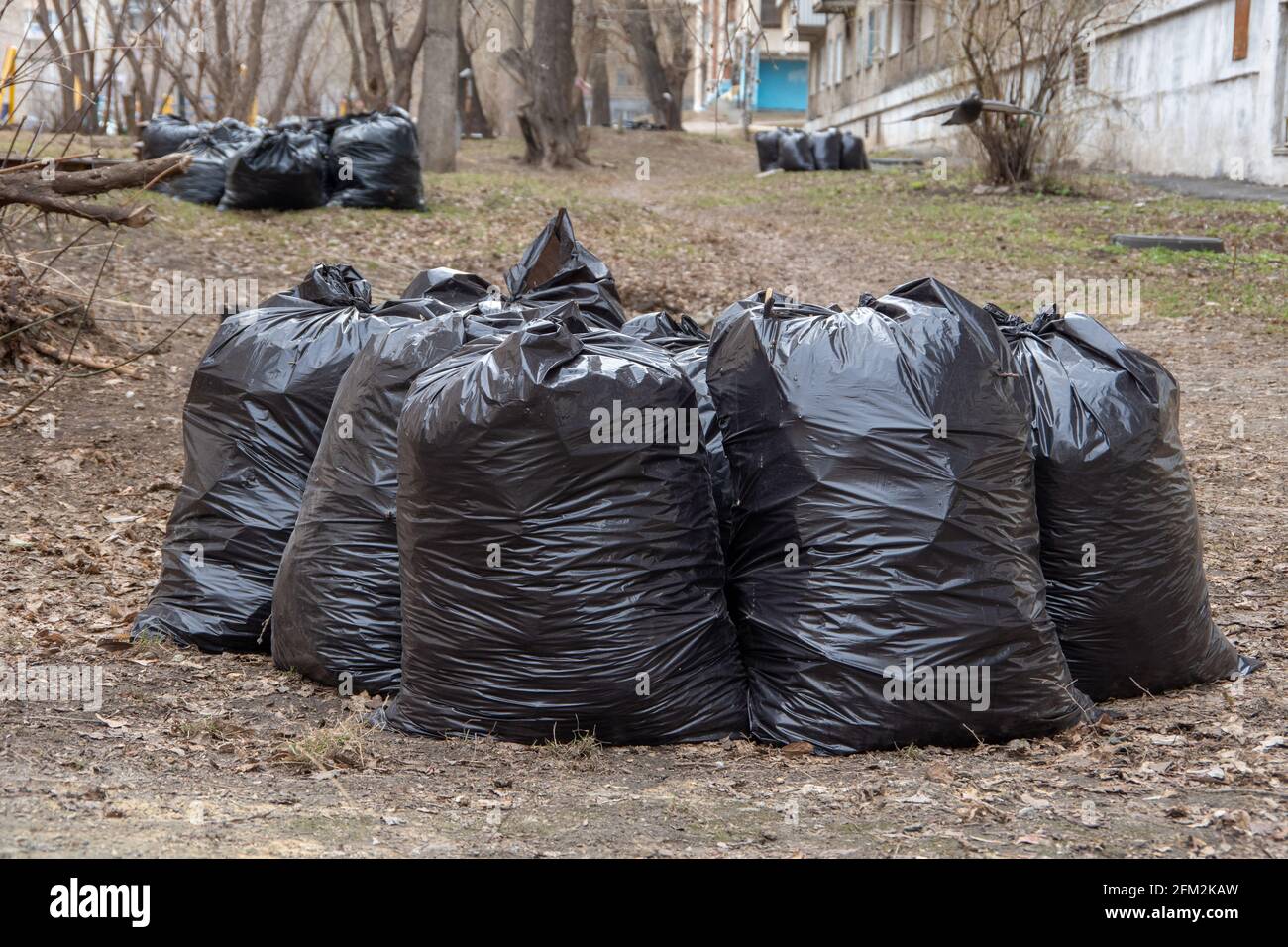 Lots of black trash bags with autumn leaves in them around a tree Stock  Photo - Alamy