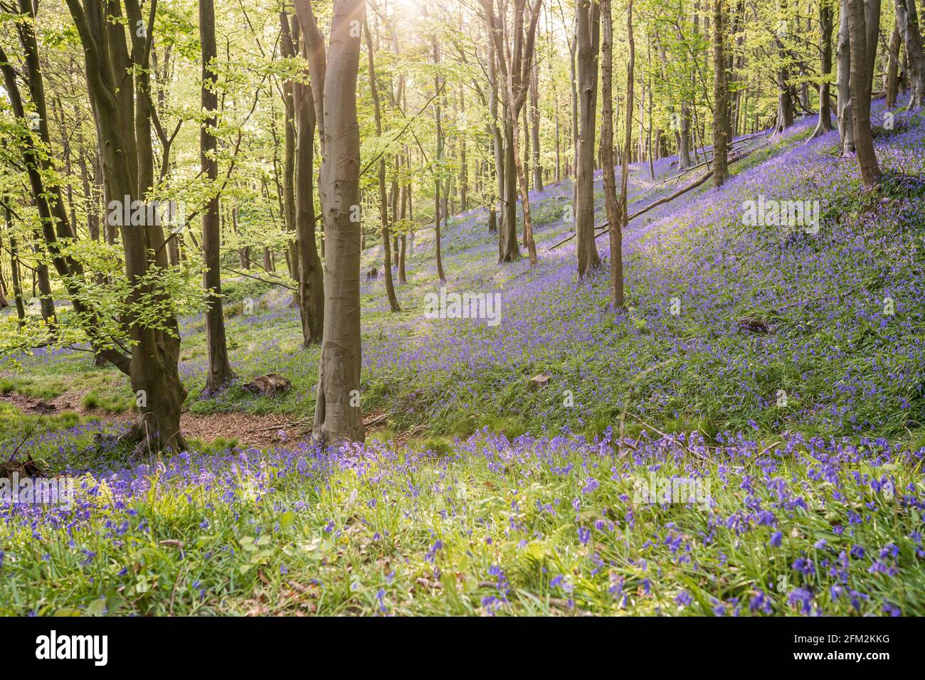 Bluebells in Graig Fawr Woods near Margam Country Park on sunset, Port Talbot, South Wales, United Kingdom Stock Photo