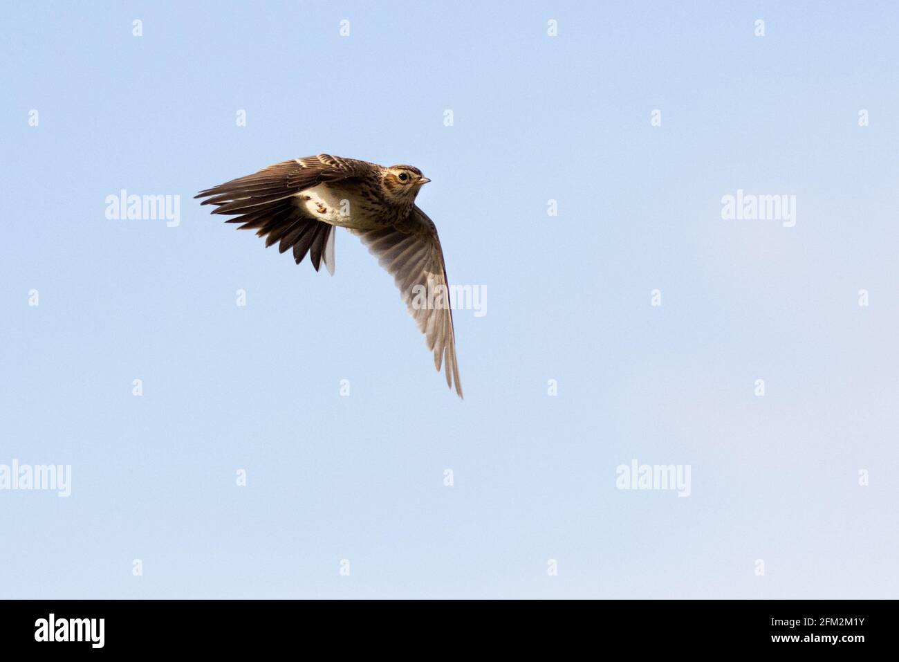 Skylark (Alauda arvensis) in flight Stock Photo