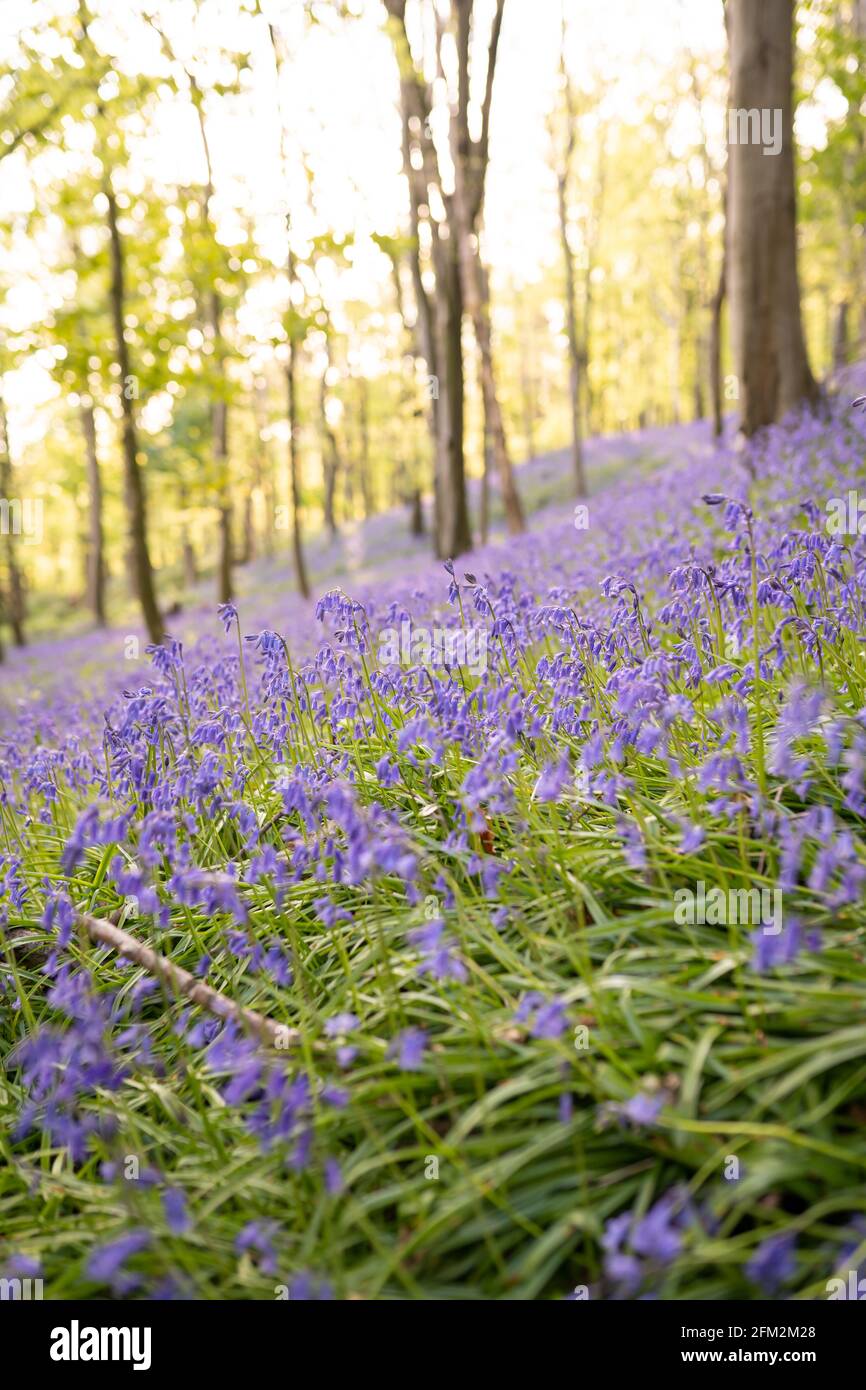 Bluebells field close-up in Graig Fawr Woods near Margam Country Park on sunset, Port Talbot, South Wales, United Kingdom Stock Photo