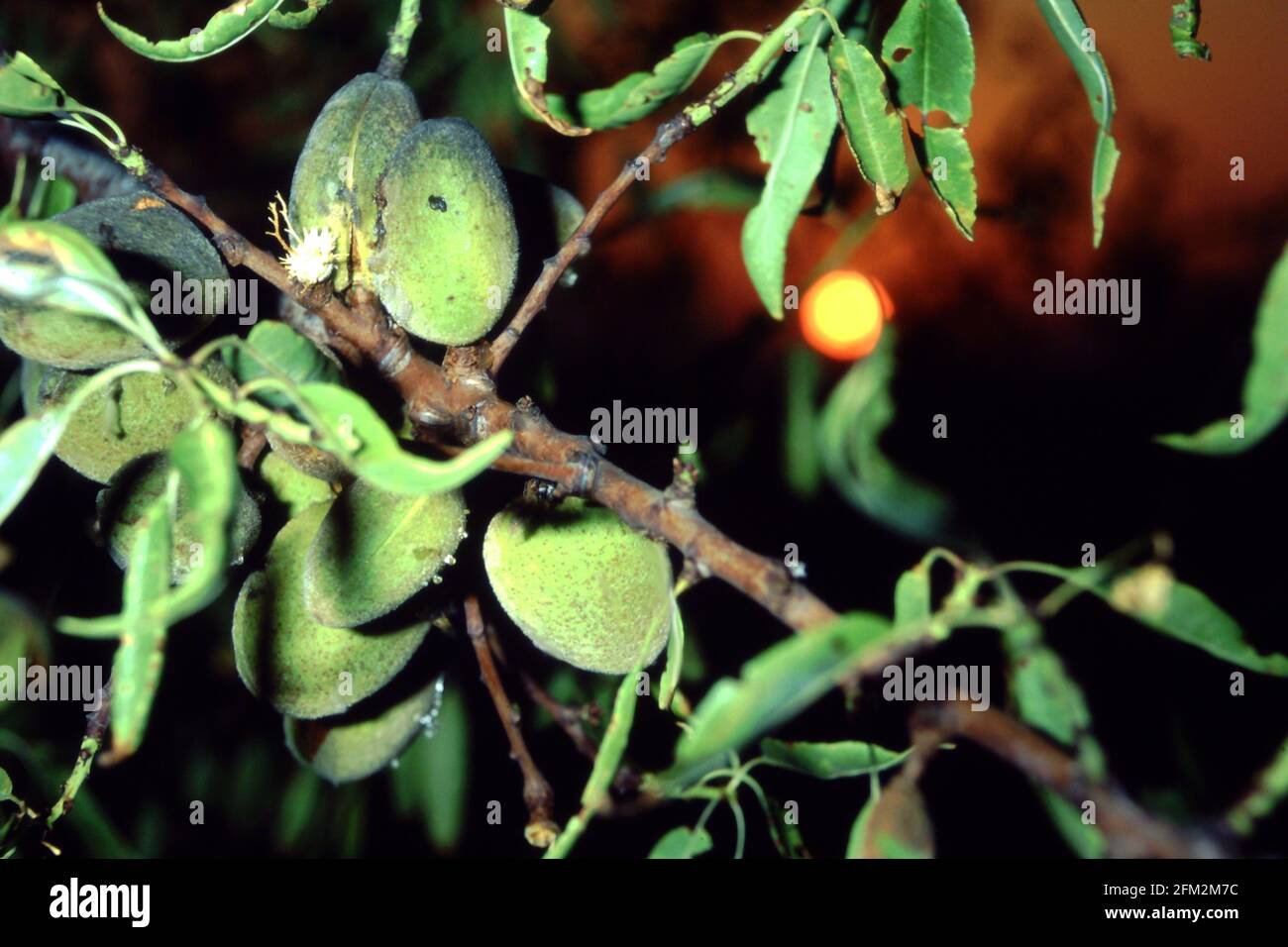 Almonds tree; Almond fruits; CloseUp; Colored; Beauty in nature