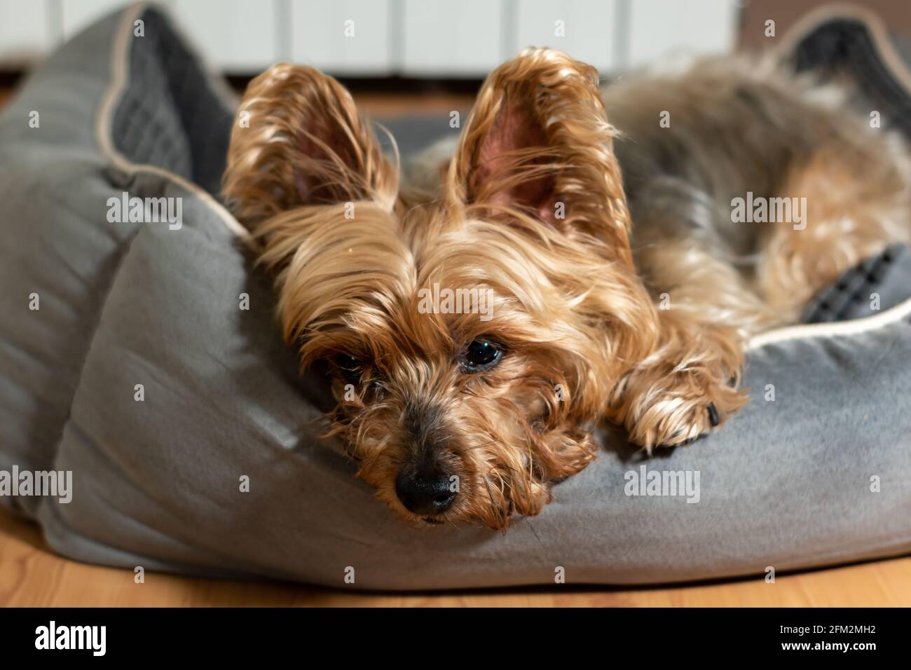 Dog sleeping in his bed Stock Photo Alamy