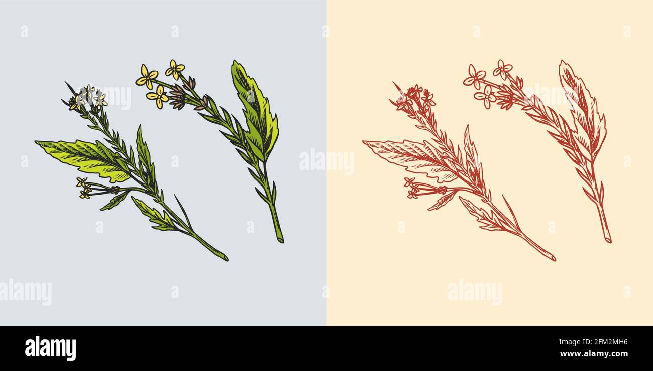 Mustard plant. Spicy condiment. Harvest concept. Illustration for Vintage background or poster. Engraved hand drawn sketch. Stock Vector