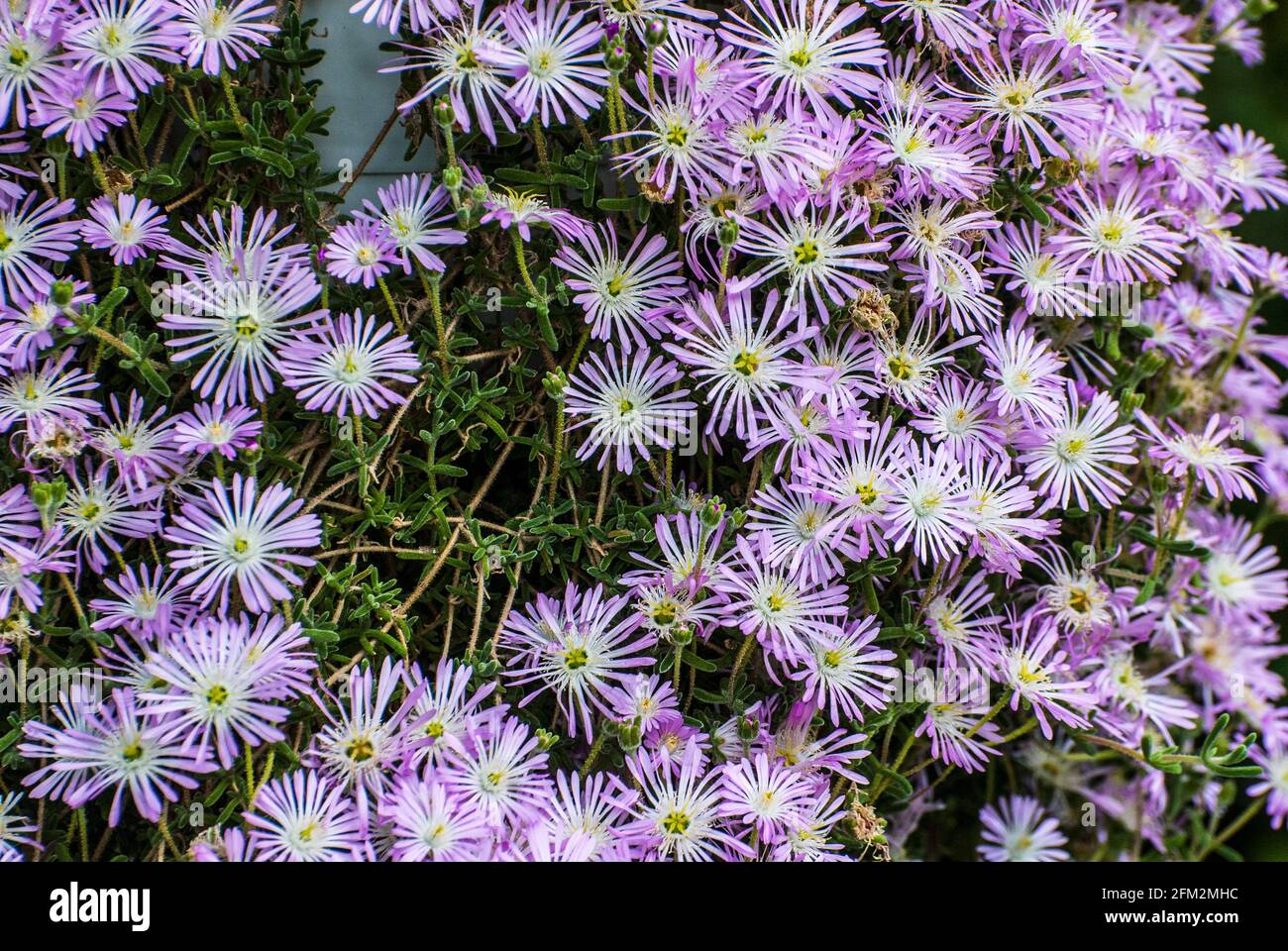 Drosanthemum Hibisdum, Botany, Blooming, Flora, Flowers Stock Photo