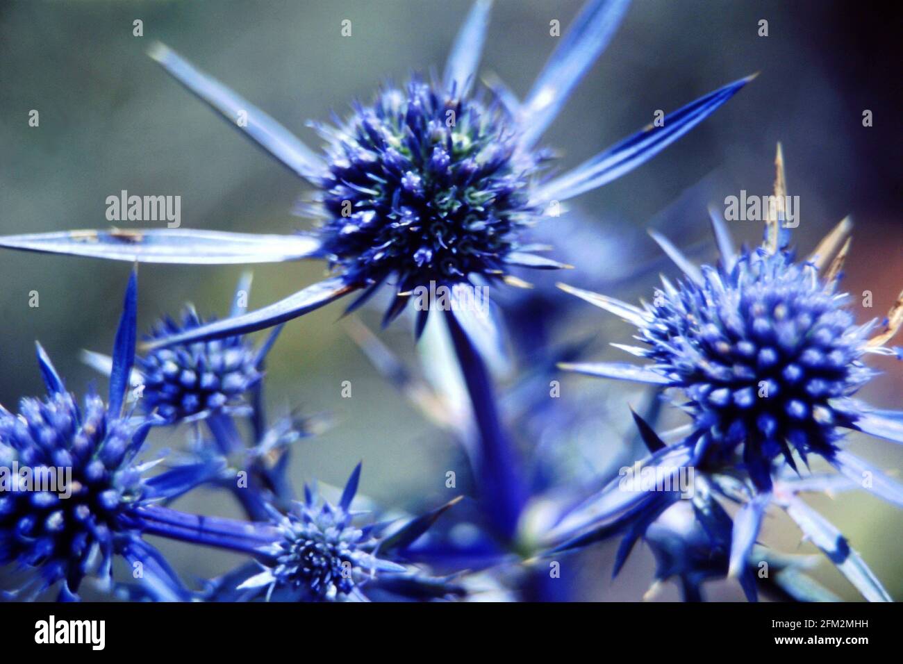 Eryngium Amethystium, Botany, Blooming, Flora, Flowers Stock Photo