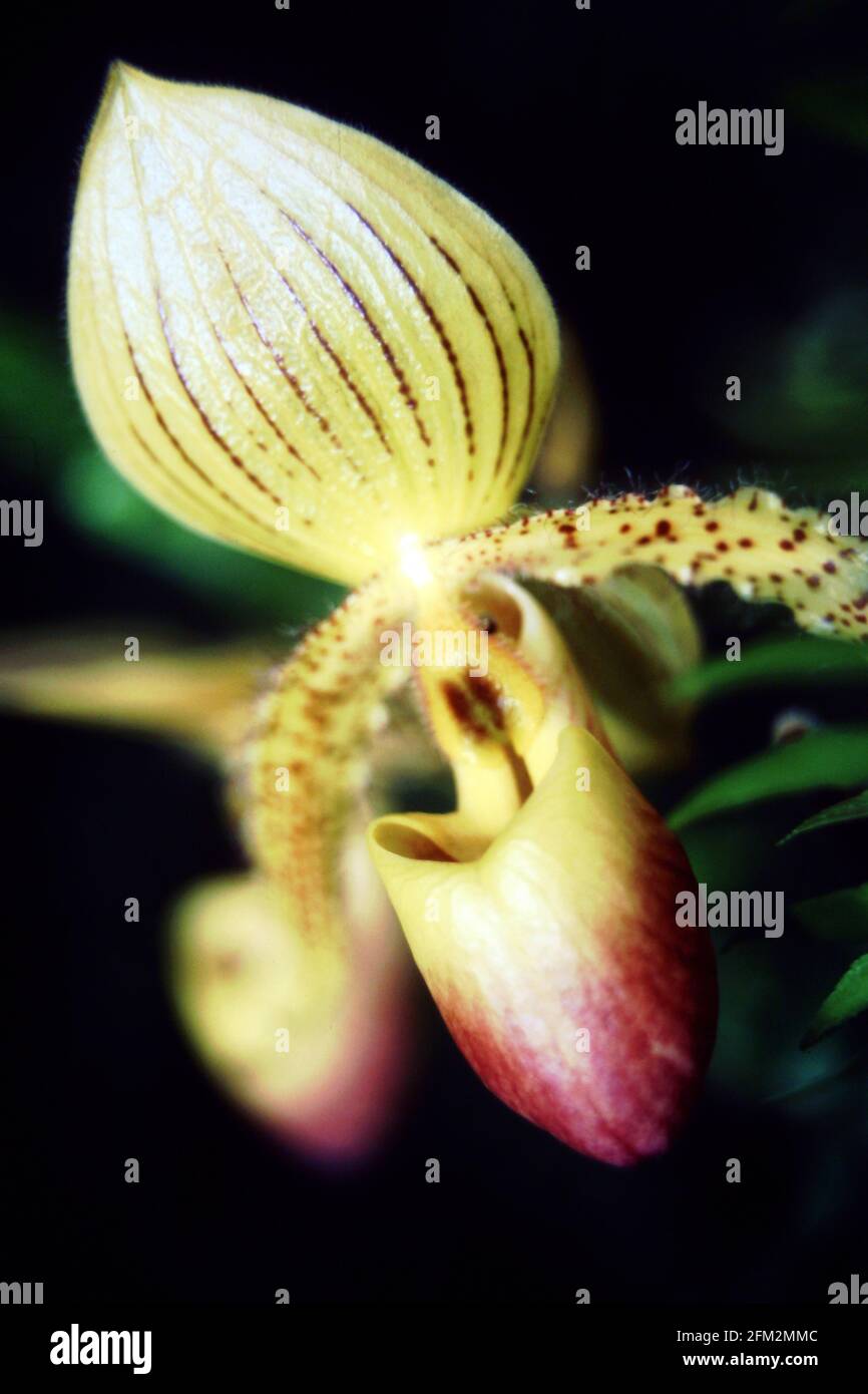Orchid Paphiopedilum, Botany, Blooming, Flora, Flowers Stock Photo