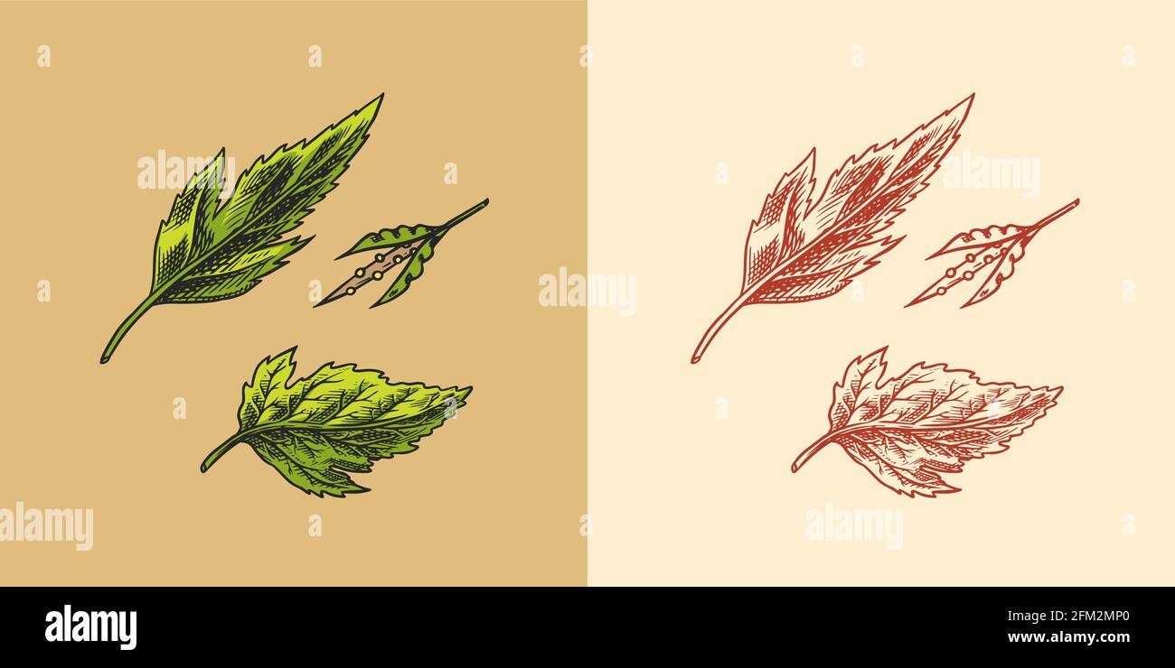 Mustard plant. Spicy condiment. Green leaves. Harvest concept. Illustration for Vintage background or poster. Engraved hand drawn sketch. Stock Vector