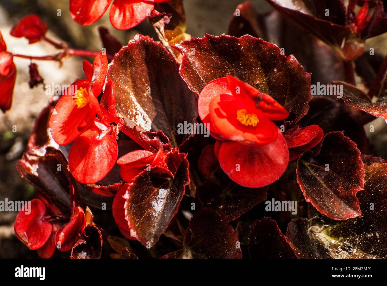 Wax Begonia; Close-Up; Botanical; Garden; Blooming; Flora; Plants; Detail; Flowers; Red; Green; Outdoor; sunlight; Stock Photo